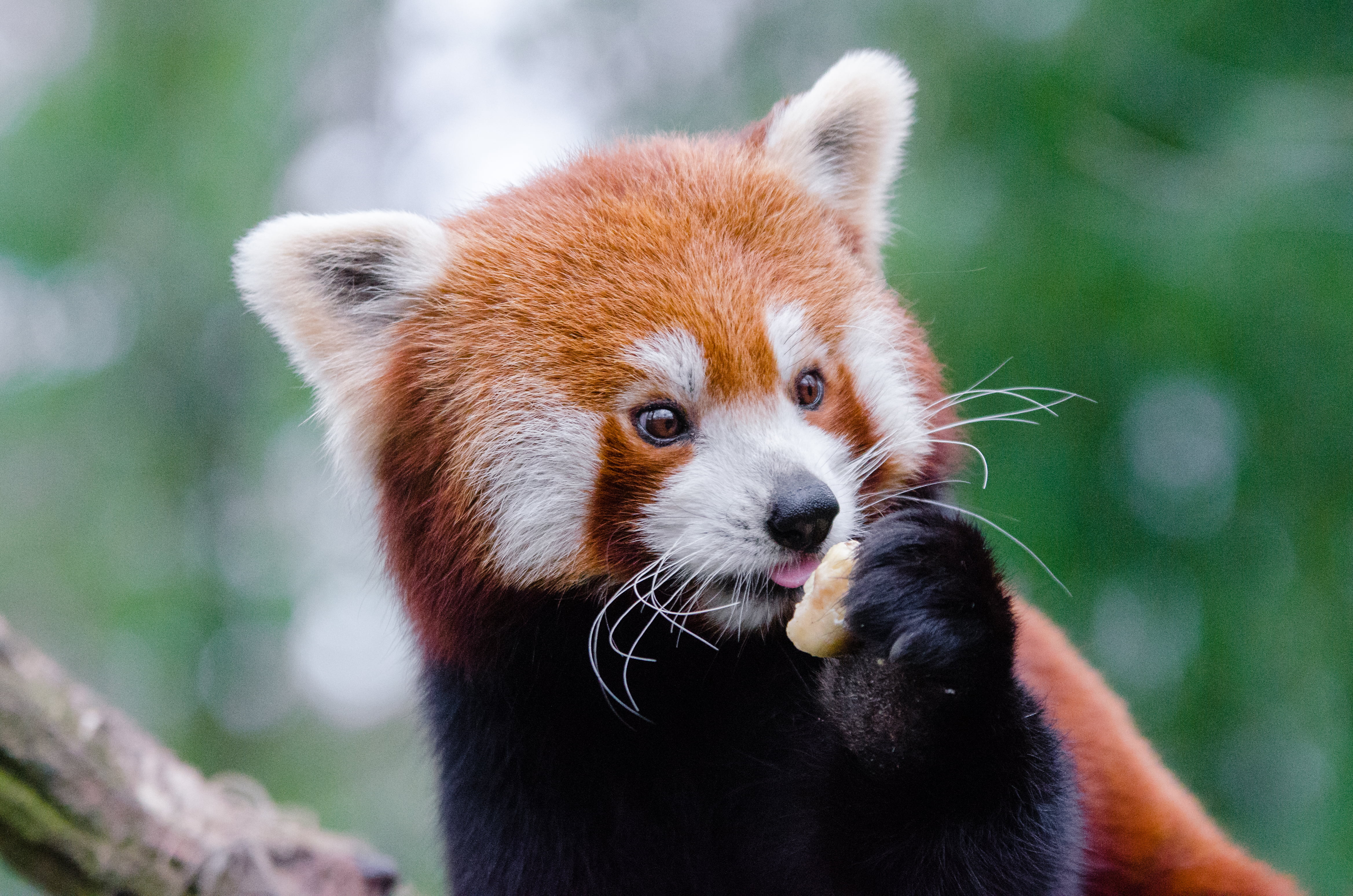 china - East Asia, cute, looking away, outdoors, animal themes, vertebrate, green Color, no people, close-up, one Animal, whisker, zoo, 4K, plant, brown, HD Wallpaper