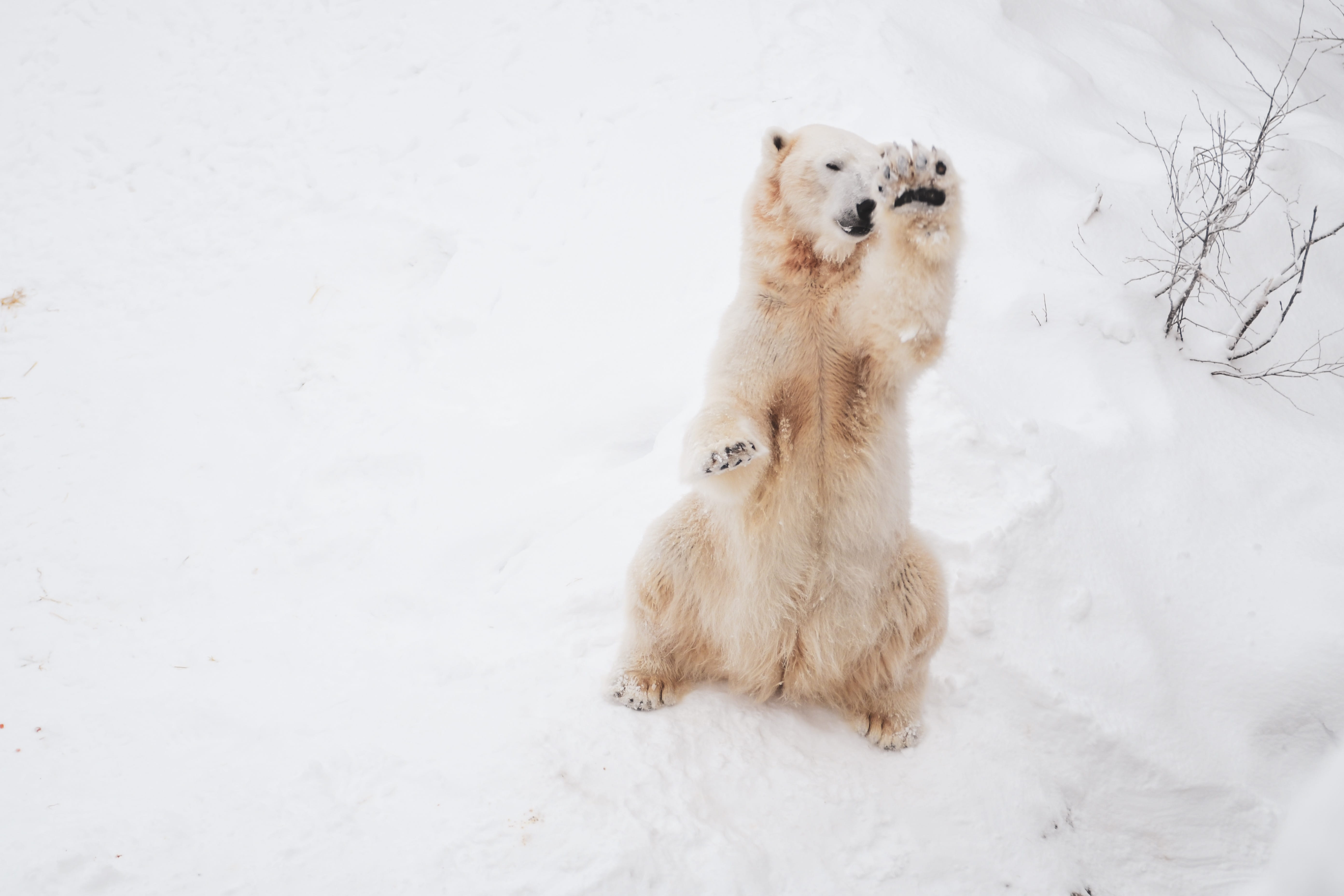domestic animals, animal, blizzard, lesser panda, snow, animal themes, puppy, play, one animal, brown, white color, domestic, 5K, canine, brown bear, outdoors, HD Wallpaper