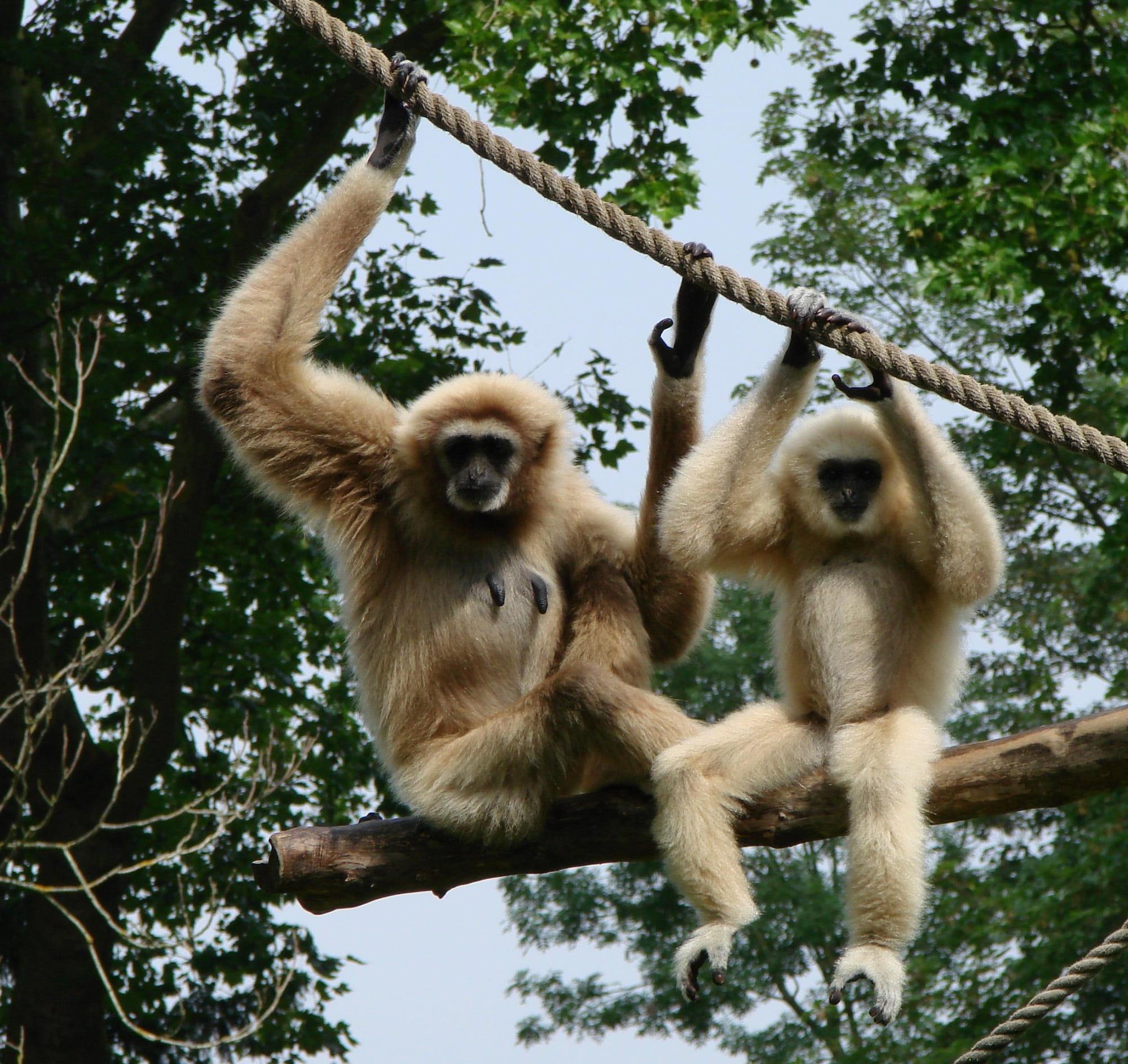furry, 1080P, vertebrate, zoo, gibbons, care, animal wildlife, hanging, no people, outdoors, ape, animal themes, sitting, plant, two animals, mammal, branch, HD Wallpaper