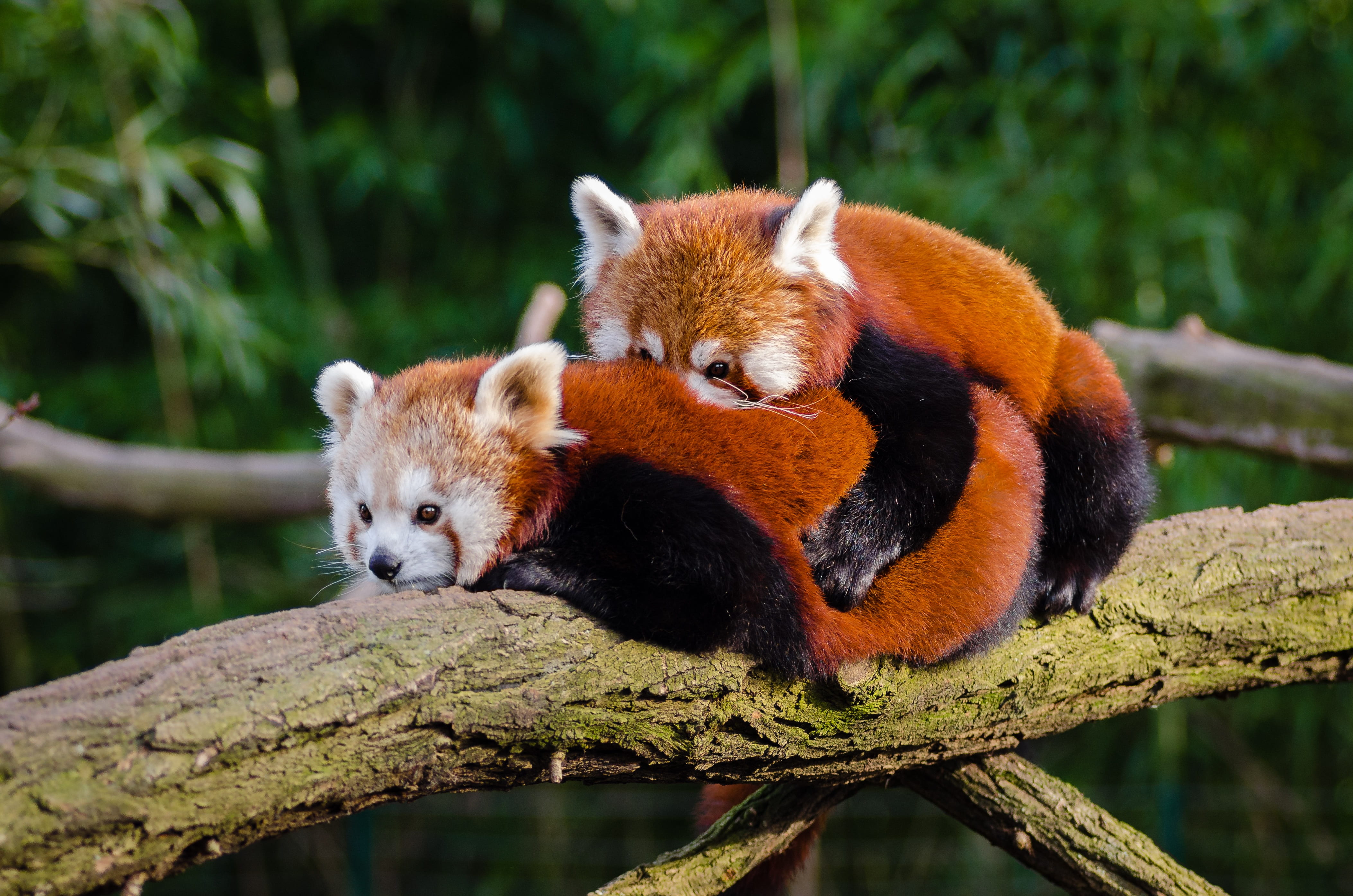relaxation, branch, pandas, zoo, fur, panda - animal, tree branch, animal wildlife, mammal, one animal, animal themes, tree, outdoors, no people, furry, HD Wallpaper