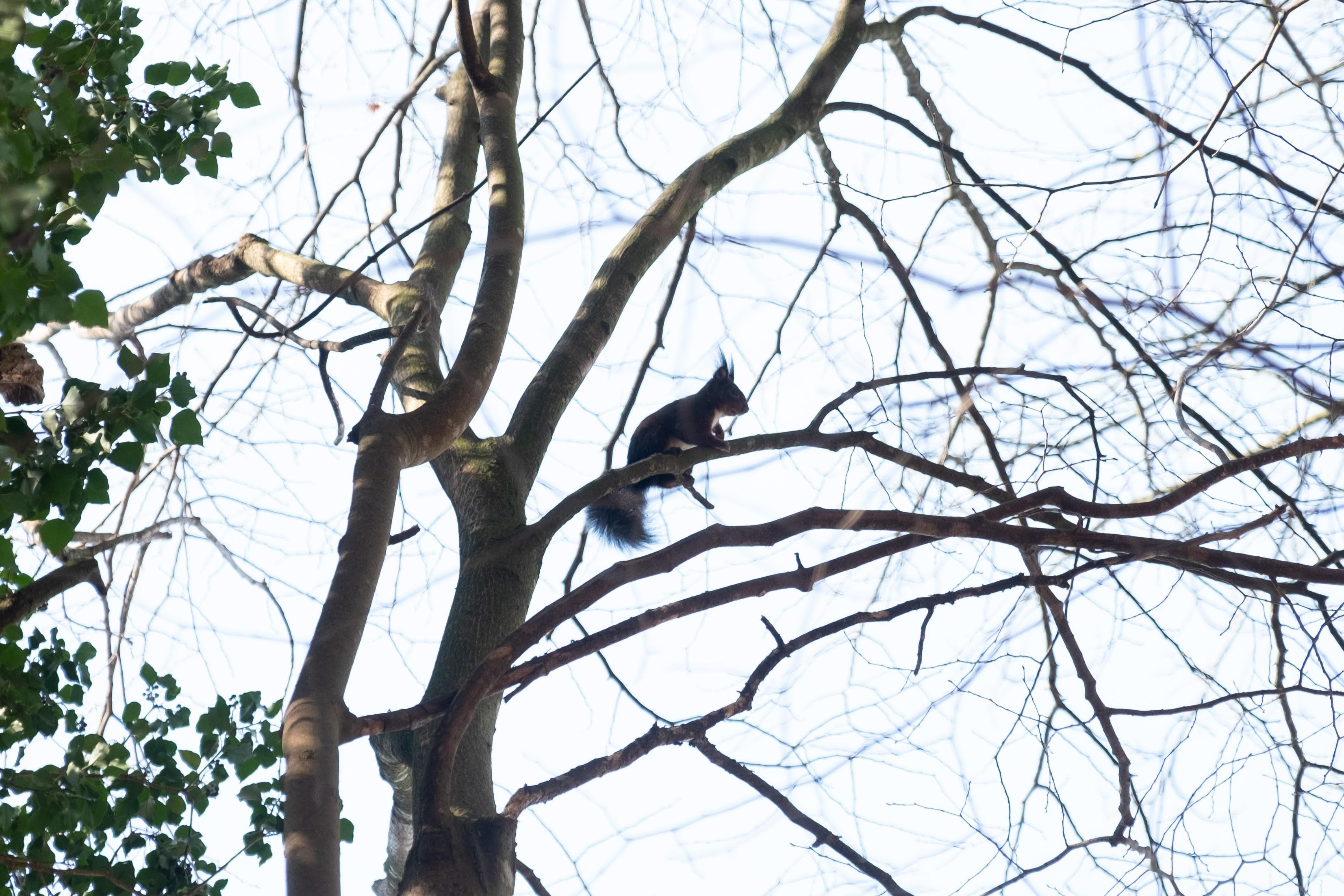 animal themes, tree trunk, wildlife, outdoors, animals in the wild, accipiter, sky, squirrel, vertebrate, cute, bird, rodent, plant, woodpecker, agelaius, HD Wallpaper