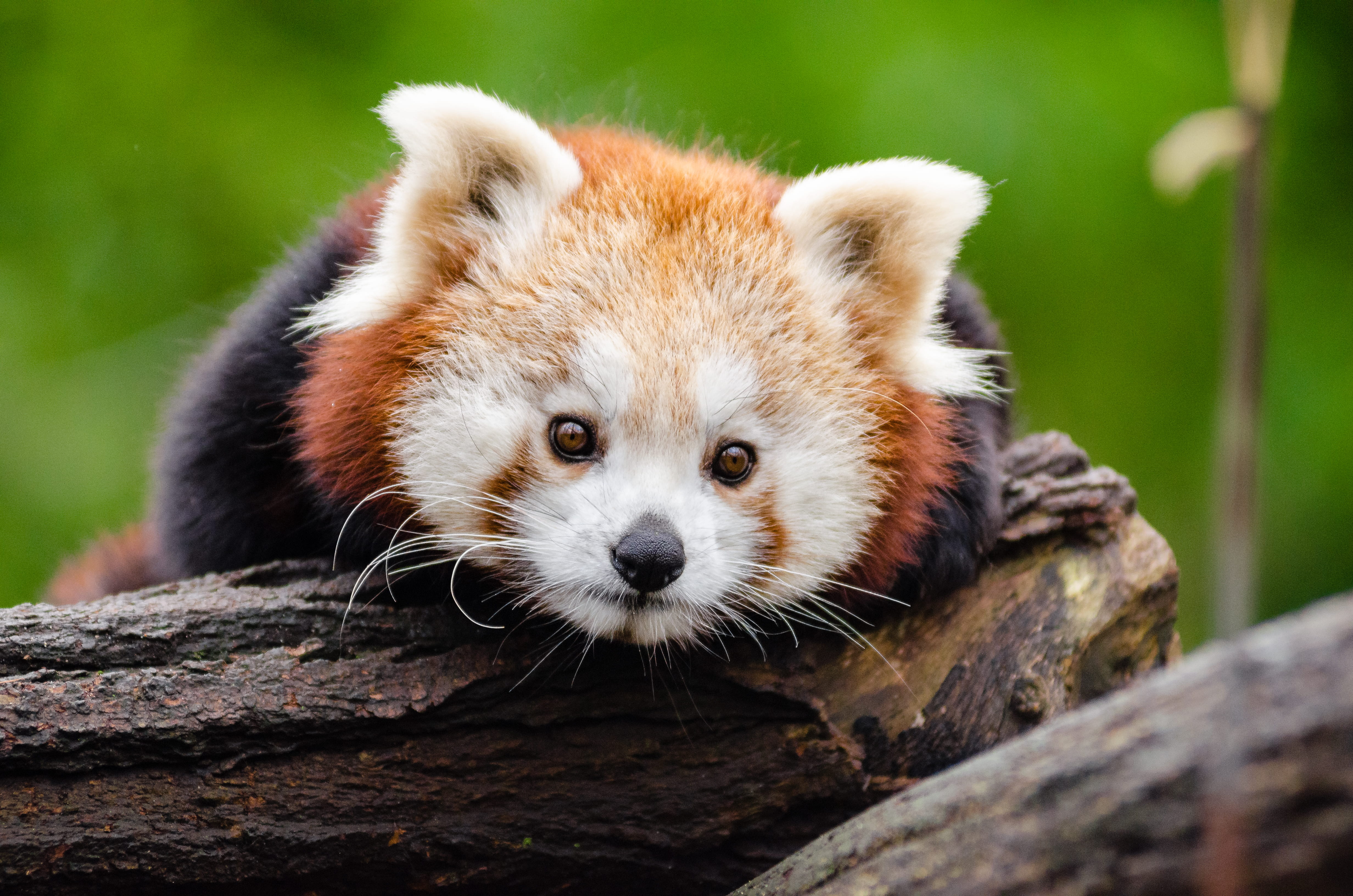 animal themes, cute, red, panda, portrait, brown, animal wildlife, tree trunk, vertebrate, no people, mammal, panda - animal, little, looking at camera, HD Wallpaper