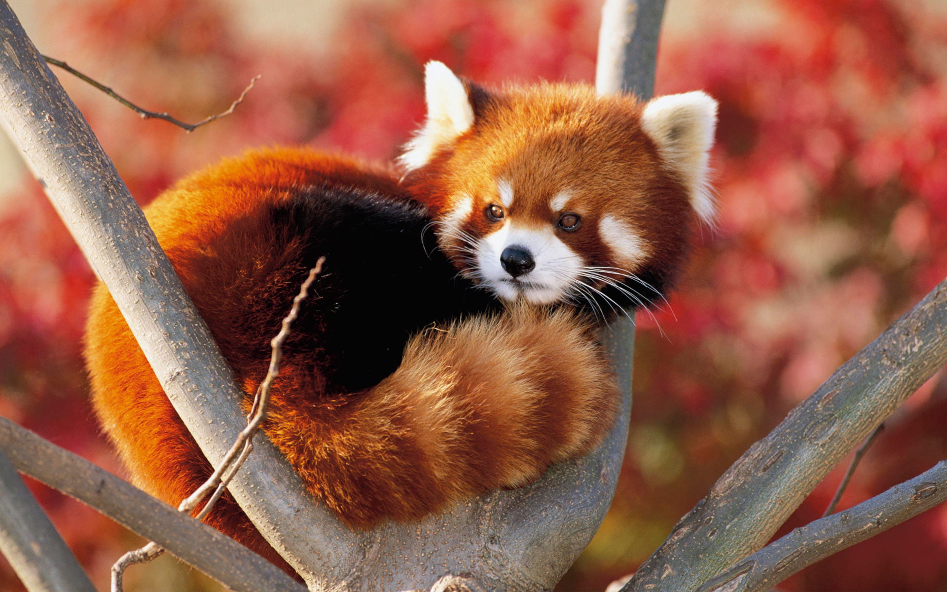 1080P, lesser, panda, japan, HD Wallpaper