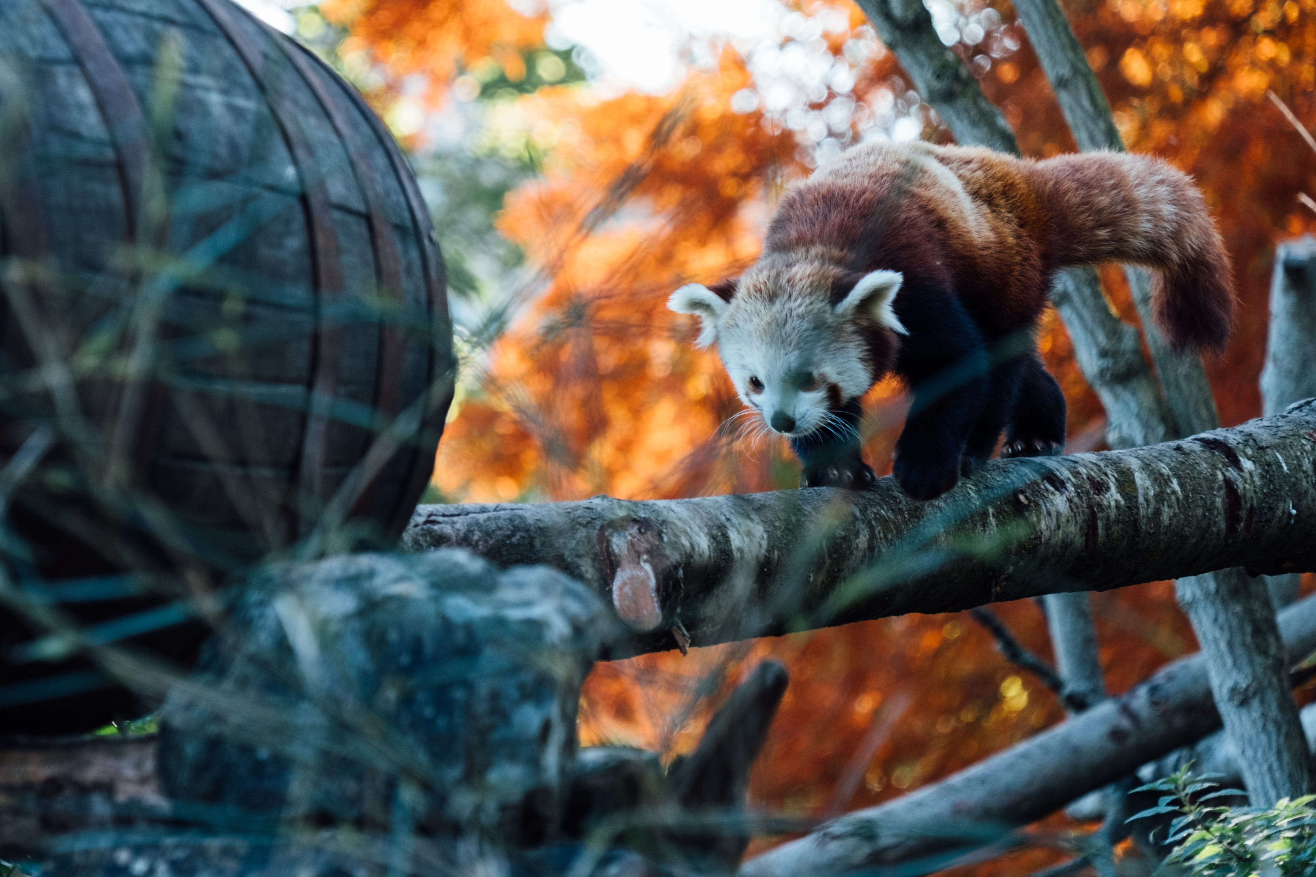 no people, selective focus, animal wildlife, one animal, forest, nature, red, land, 4K, animals in the wild, mammal, lesser panda, outdoors, day, tree, HD Wallpaper