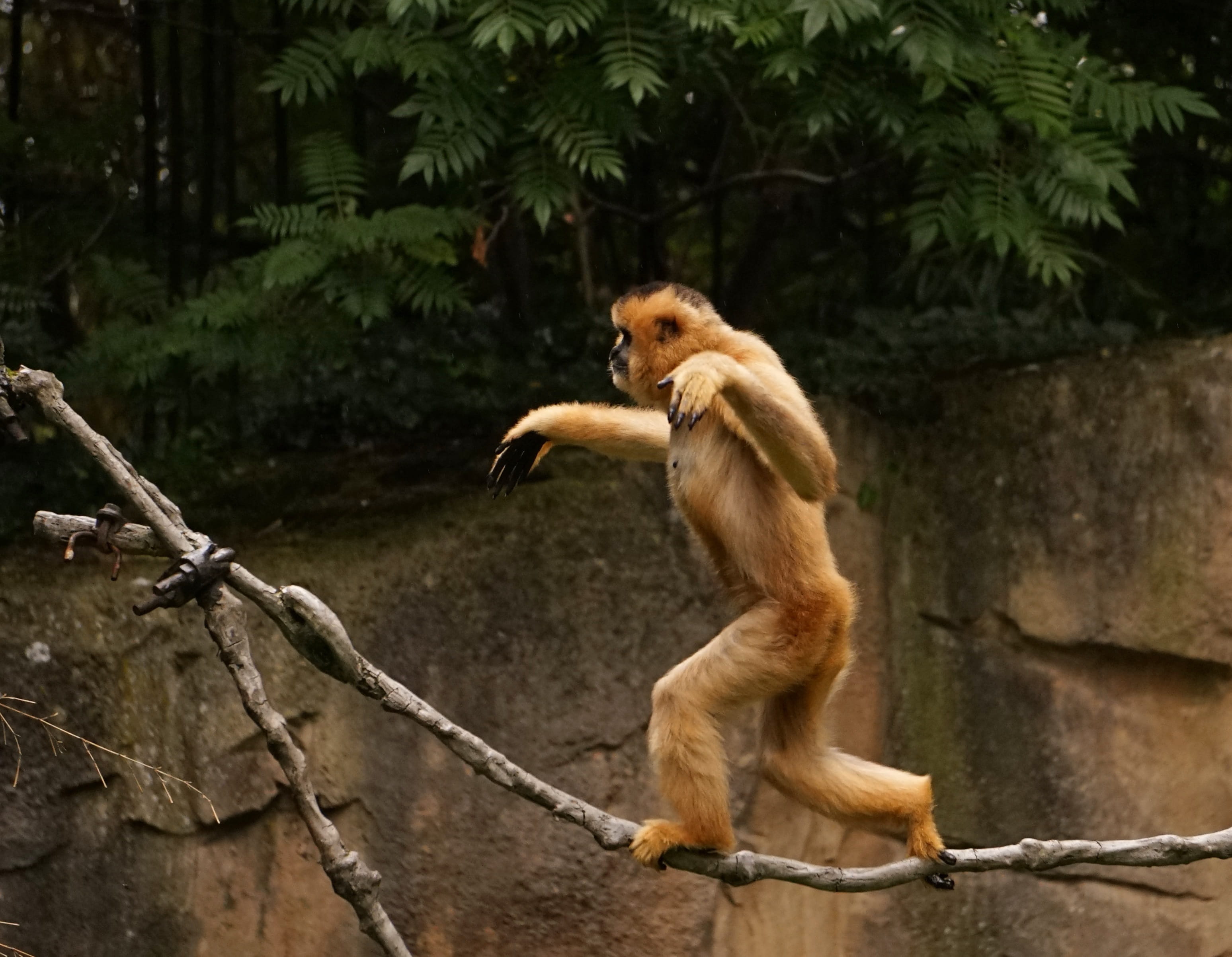 mammal, connection, wildlife, gibbon, no people, 2K, branch, walking on, monkey, tree, plant, walking, outdoors, rope, animals in the wild, animal, focus on foreground, HD Wallpaper