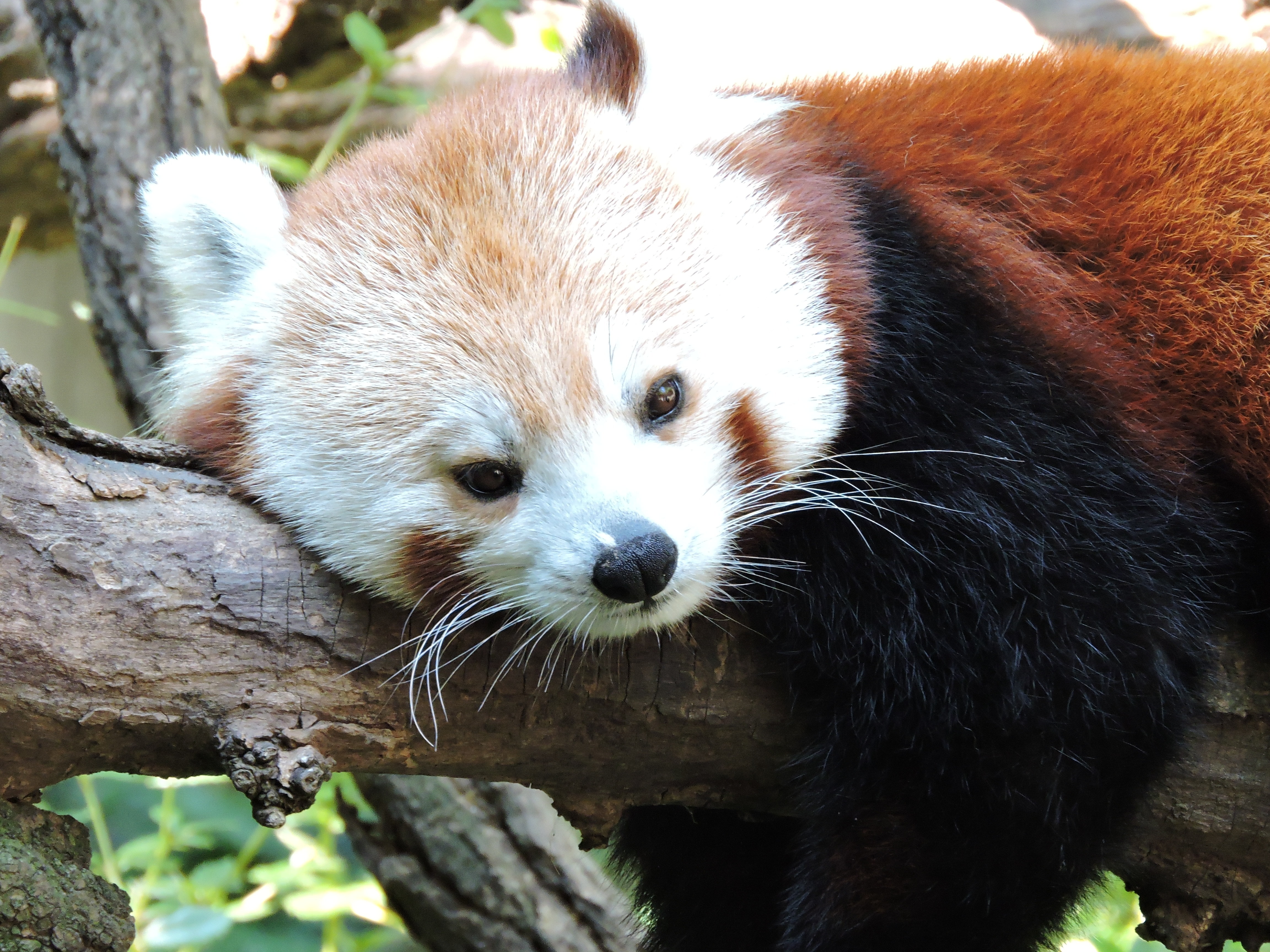 lies, red, lesser, panda, 4K, HD Wallpaper