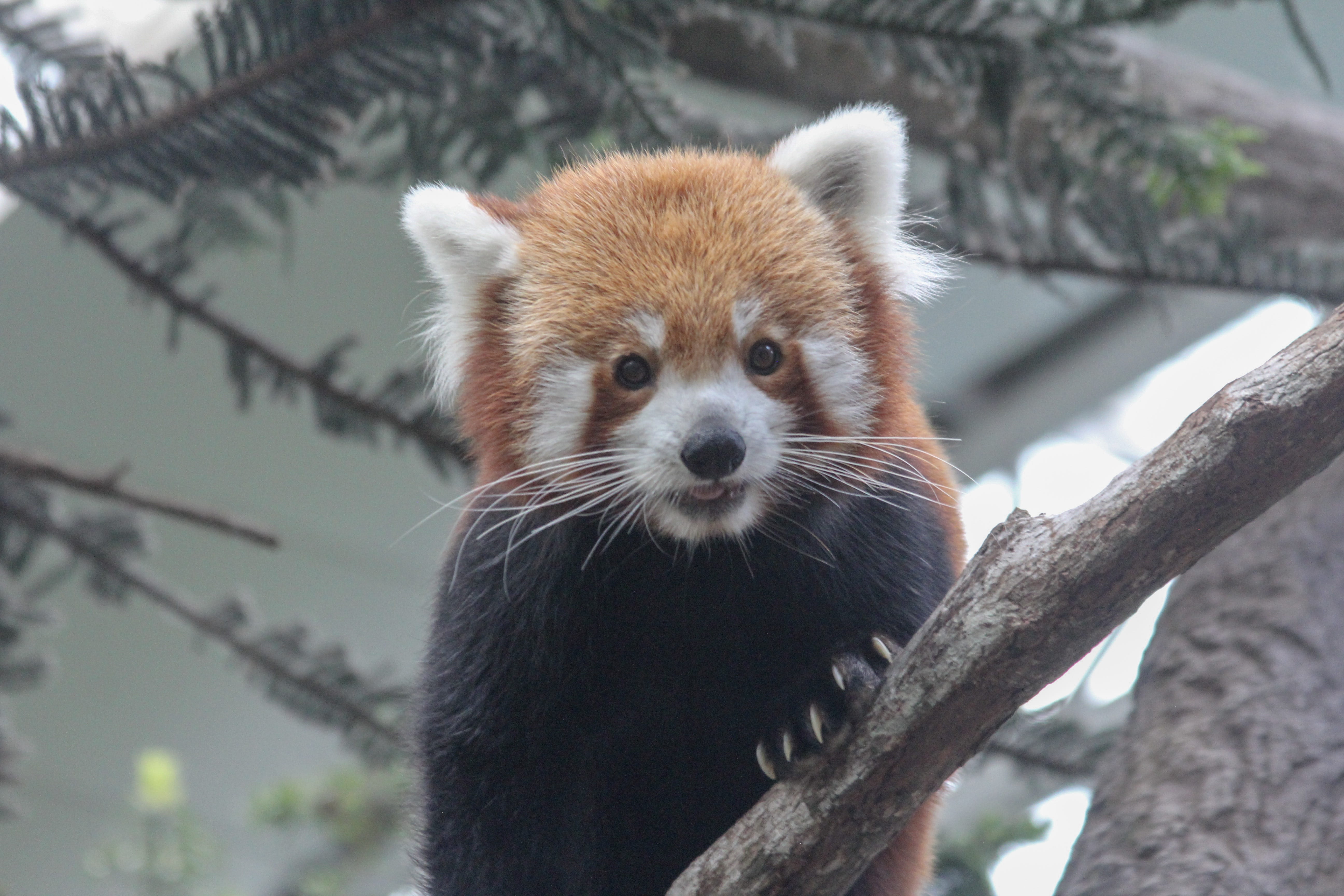 animals in the wild, insect, looking, whisker, outdoors, river safari, raccoon, bear, fox, red panda, polar bear, animal head, nature, invertebrate, wildlife, HD Wallpaper