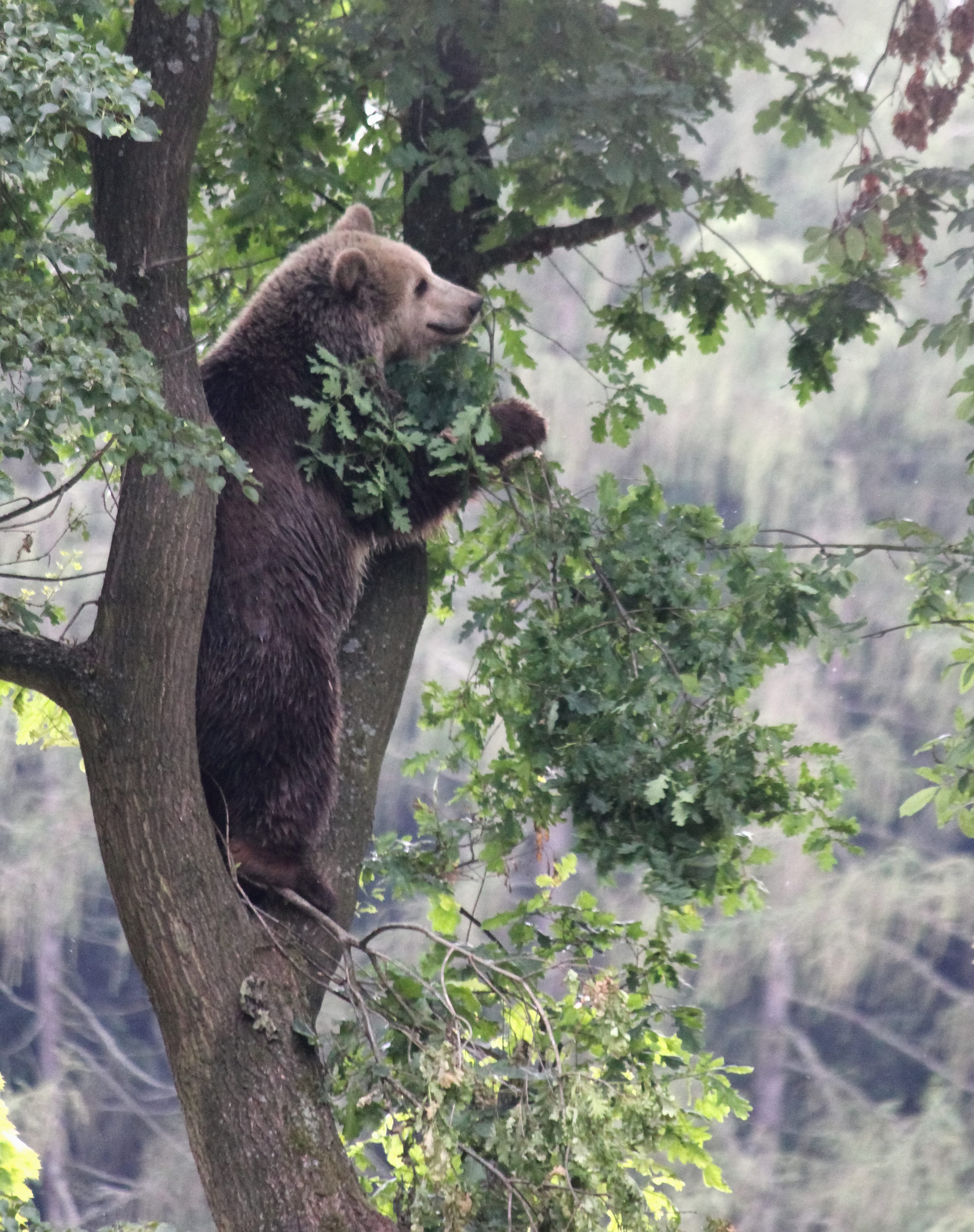 animal wildlife, mammal, day, tree, vertebrate, land, nature, no people, tree trunk, trunk, wildlife, beast, czech republic, one animal, black bear, climbing, Phone HD Wallpaper