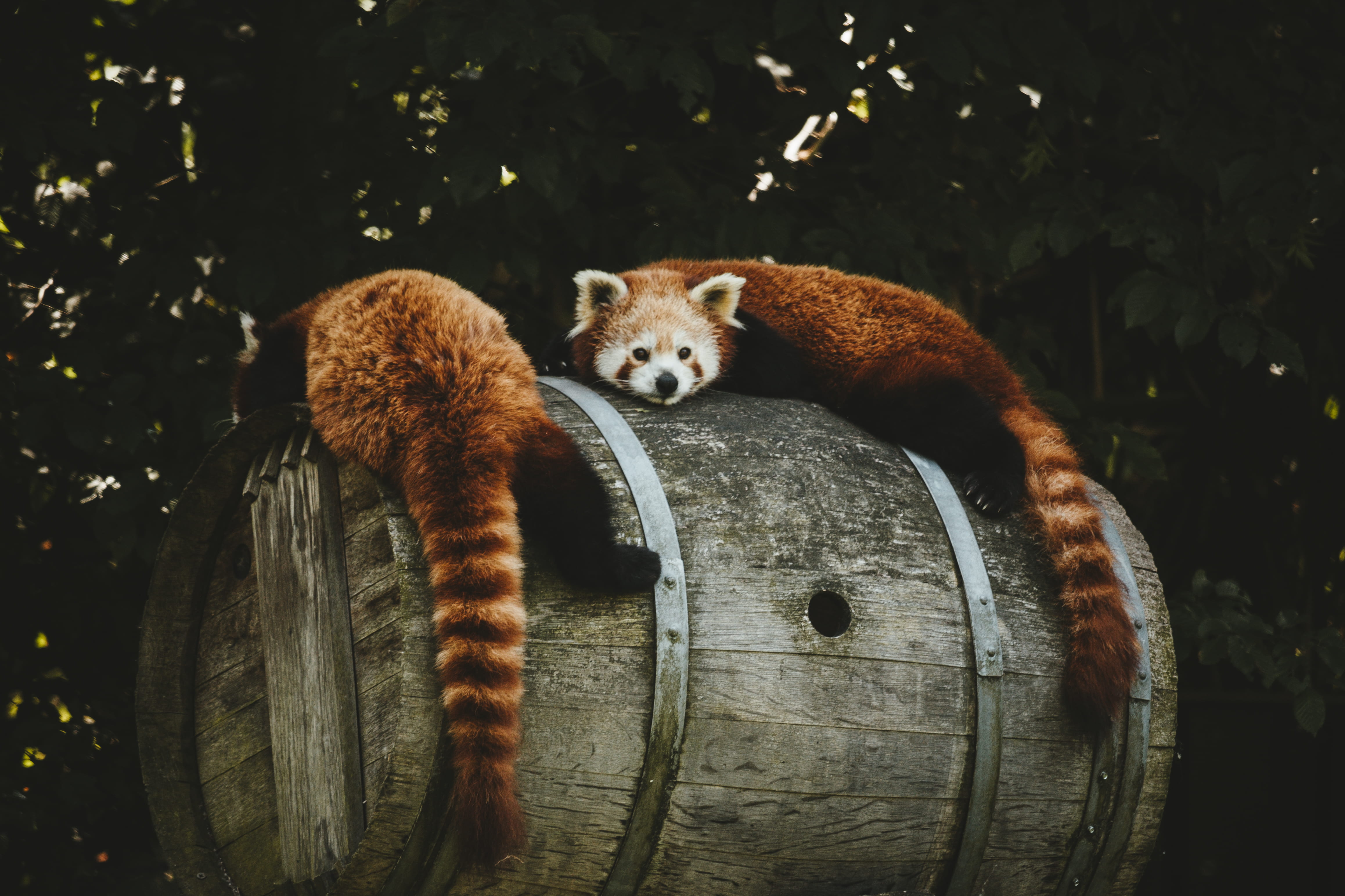 grey, outdoors, nature, no people, looking at camera, mammal, portrait, daytime, two, brown, animals in the wild, laying, vertebrate, ailurus fulgen, barrel, HD Wallpaper