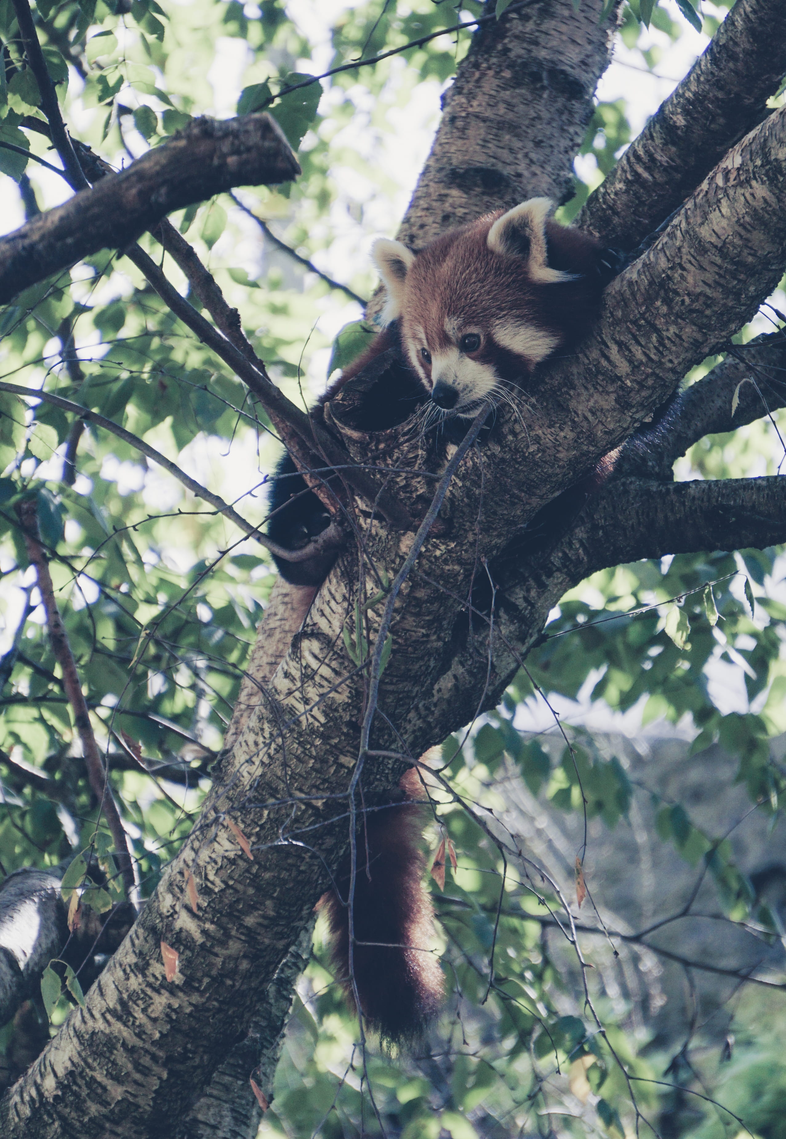 animal, tête dor, animal themes, tree, outdoors, low angle view, vertebrate, bear, raccoon, vegetation, rainforest, france, lyon, climbing, black bear, Phone HD Wallpaper