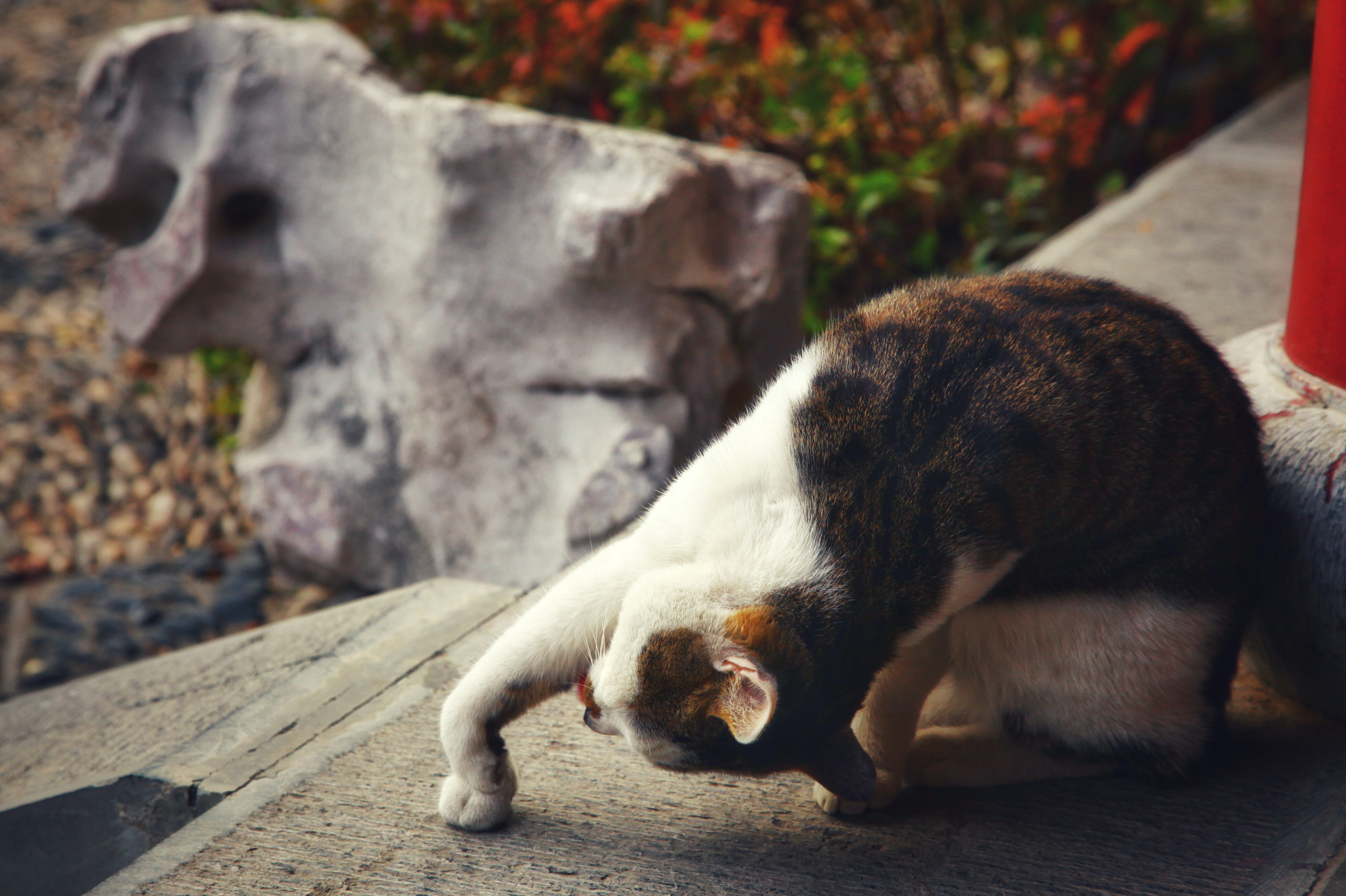 4K, animal, pet, whisker, hound, fox, domestic cat, white, manx, handrail, day, lesser panda, focus on foreground, bear, mammal, kitten, one animal, concrete, HD Wallpaper