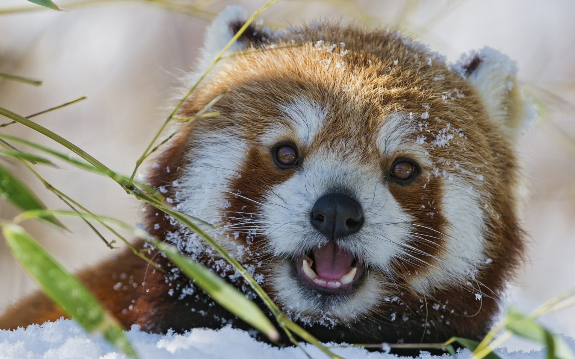 cold temperature, animal body part, red, whisker, mammal, animal, focus on foreground, animal head, vertebrate, one animal, animals in the wild, portrait, HD Wallpaper