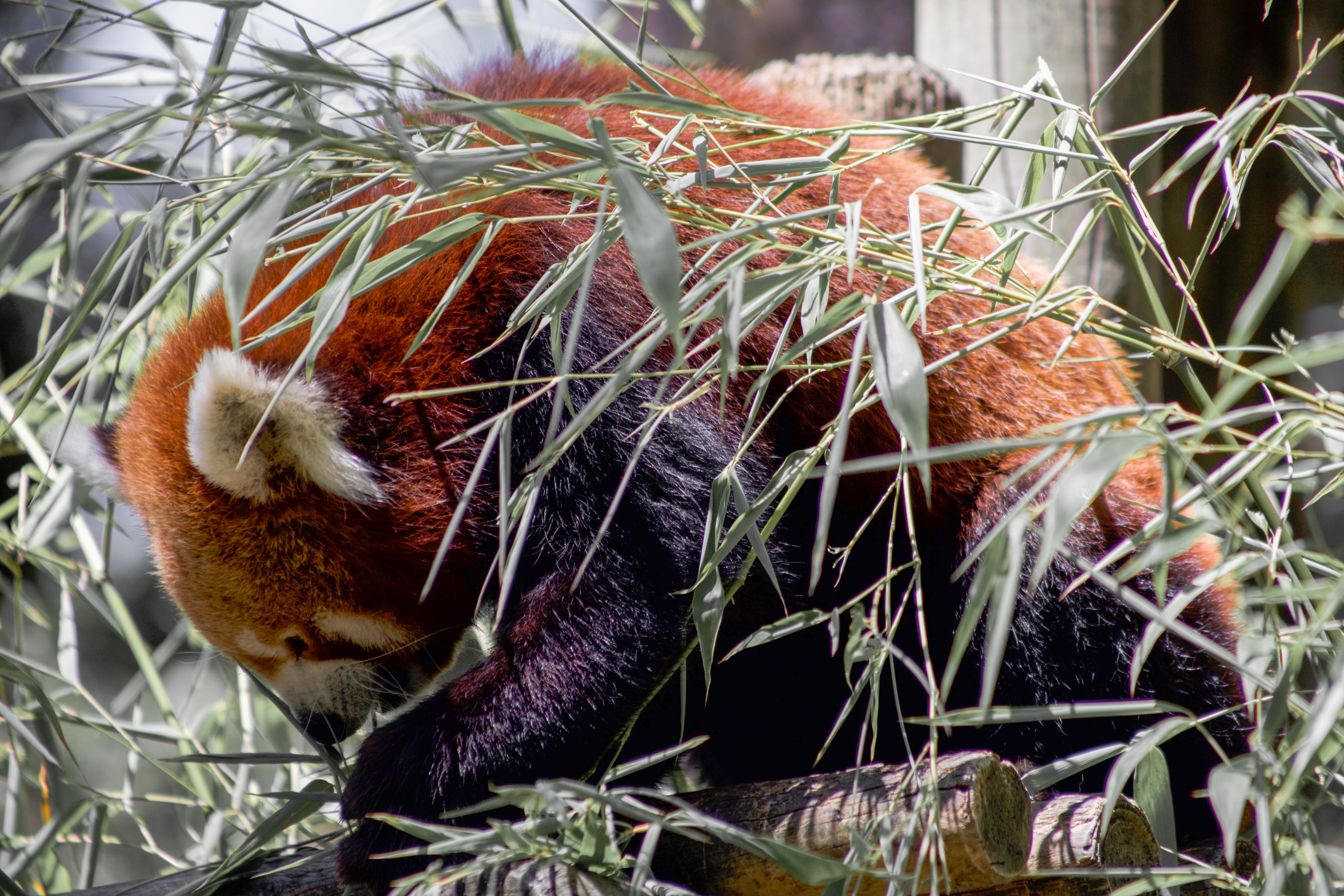 animals in the wild, plant part, cat, no people, photography, panda rojo, 5K, oursidé, panda, red panda, lesser panda, rojo, animal, outdoors, red, animal themes, HD Wallpaper