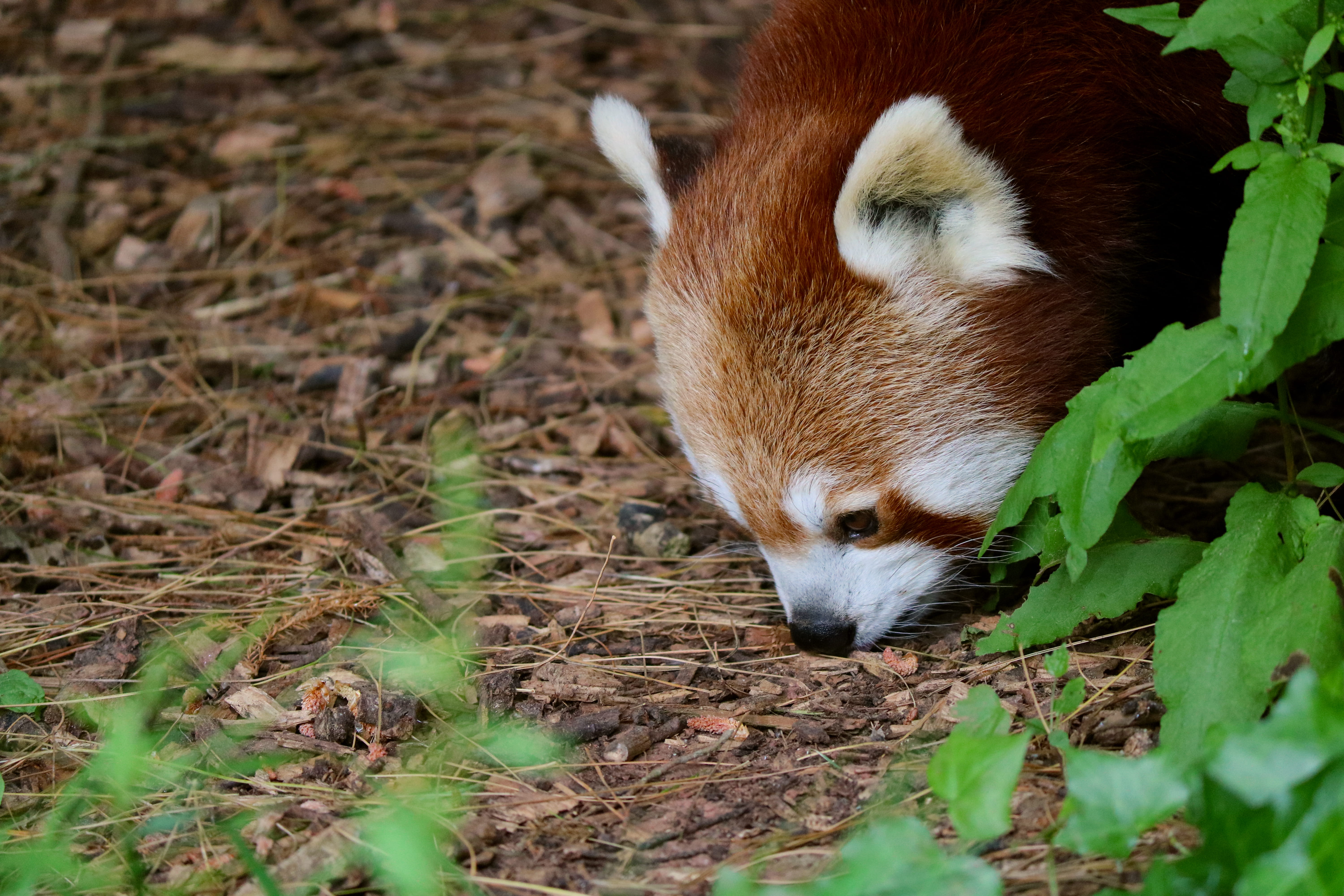 5K, selective focus, wildlife, close-up, bear, vertebrate, outdoors, mammal, moss, animal, soil, paignton zoo environmental park, no people, whisker, paignton, HD Wallpaper