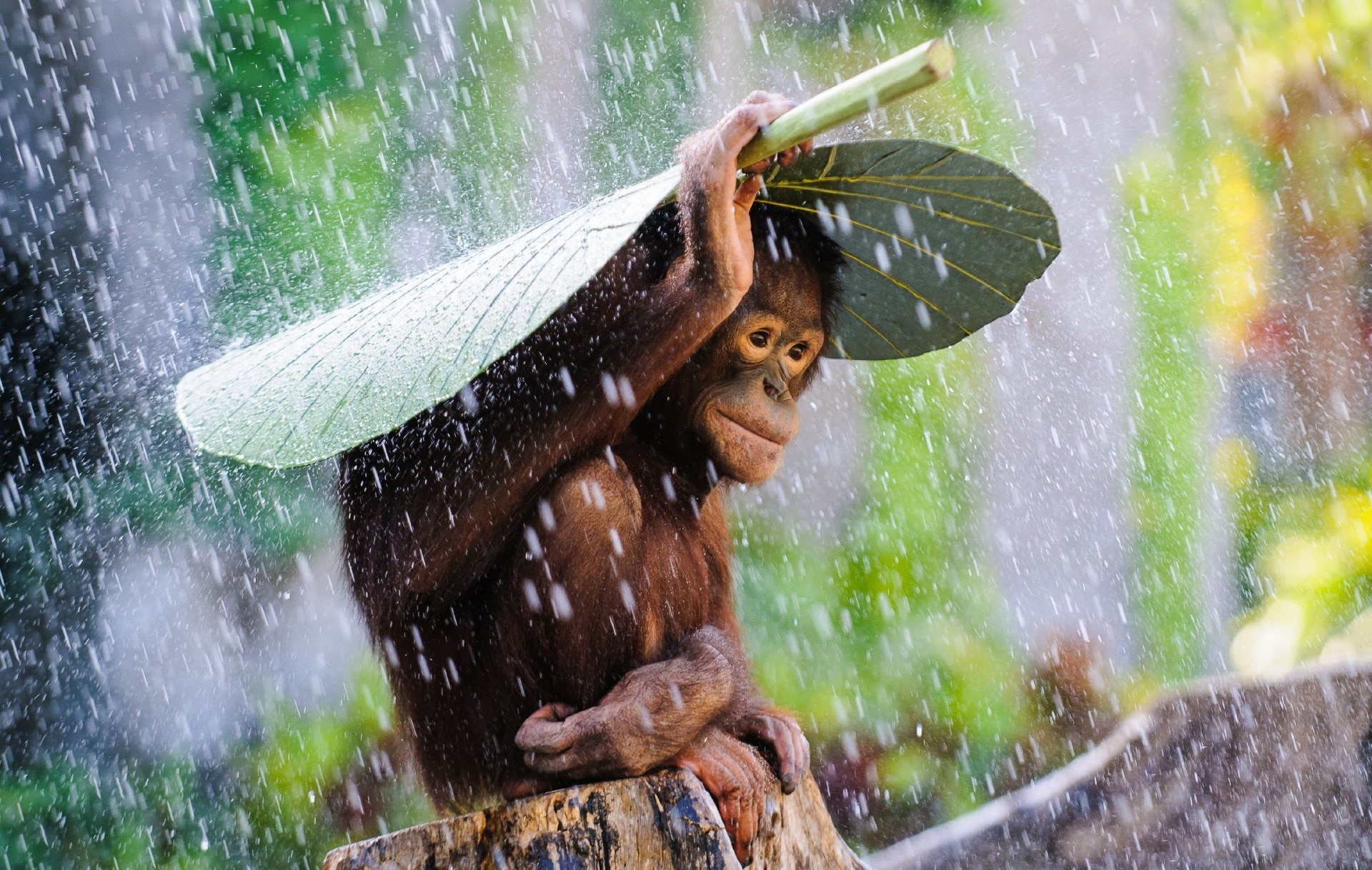 Monkey, 1080P, Orangutan, Animal, Monkeys, Rain, Cute, Leaf, HD Wallpaper