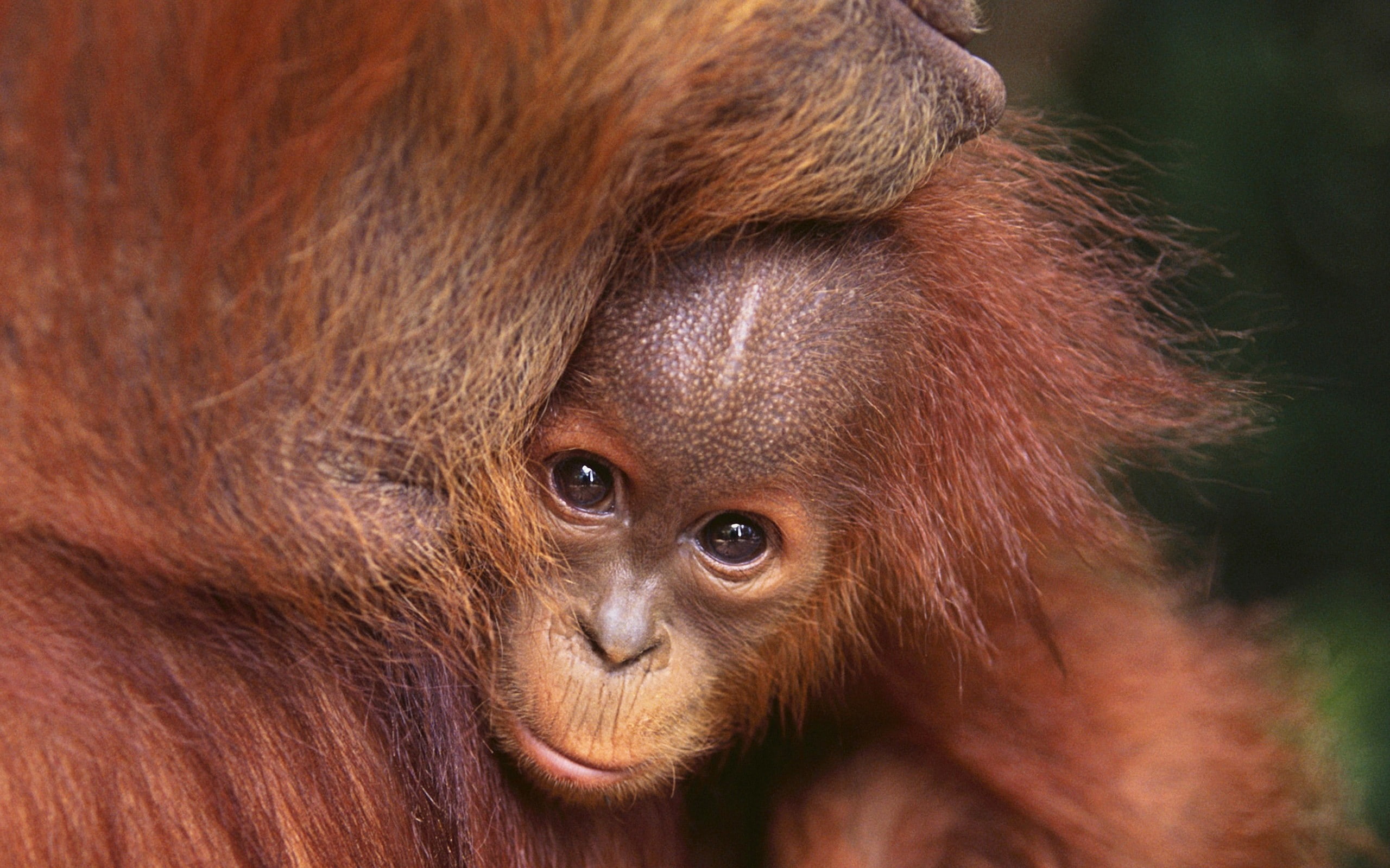 animals, orangutans, 2K, mammals, HD Wallpaper