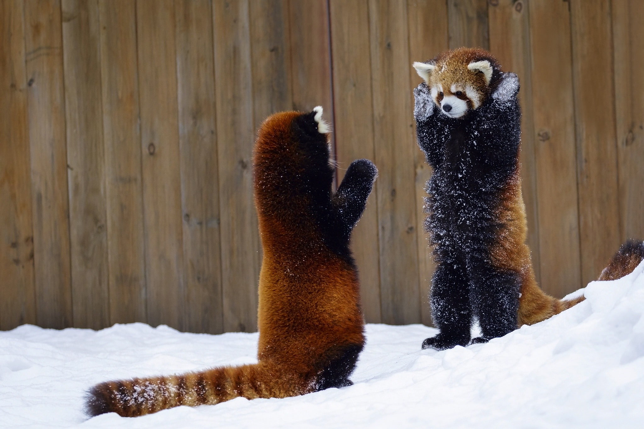 mammals, 1080P, red panda, animals, HD Wallpaper