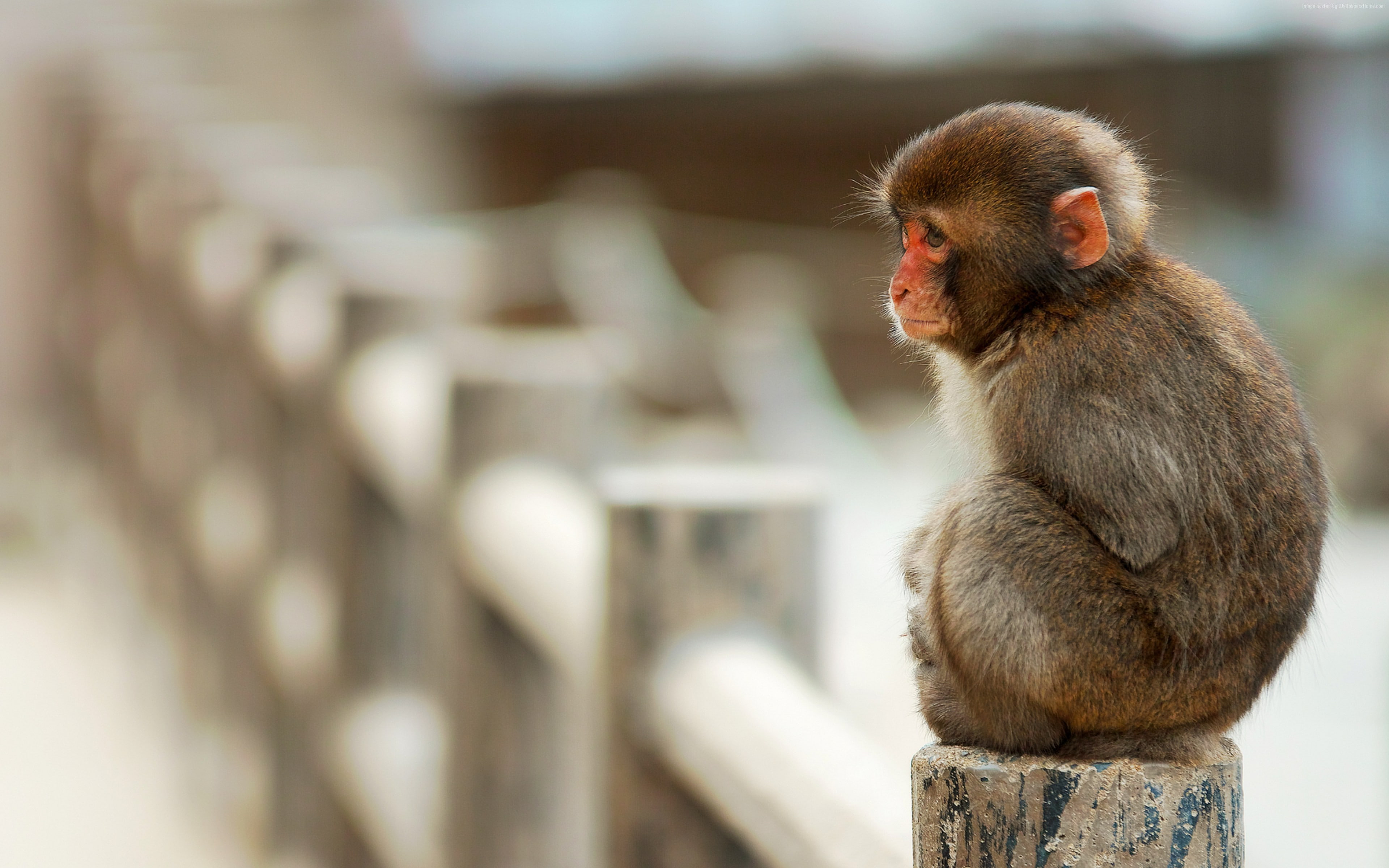 cute animals, monkey, funny, Macaque, 4K, HD Wallpaper