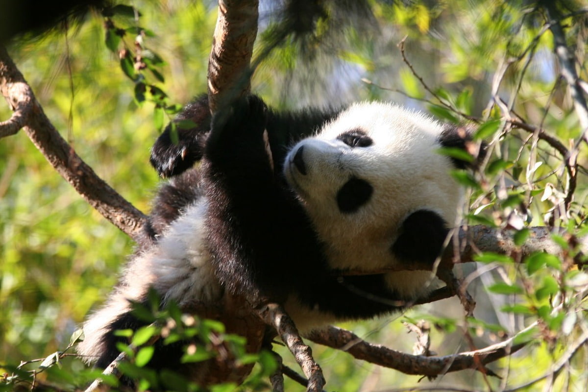 480P, cute, cute baby panda, panda, forest, lovely, baby, animal, HD Wallpaper