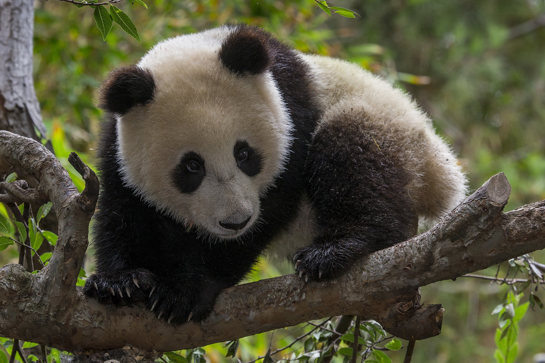baby, panda, 720P, HD Wallpaper