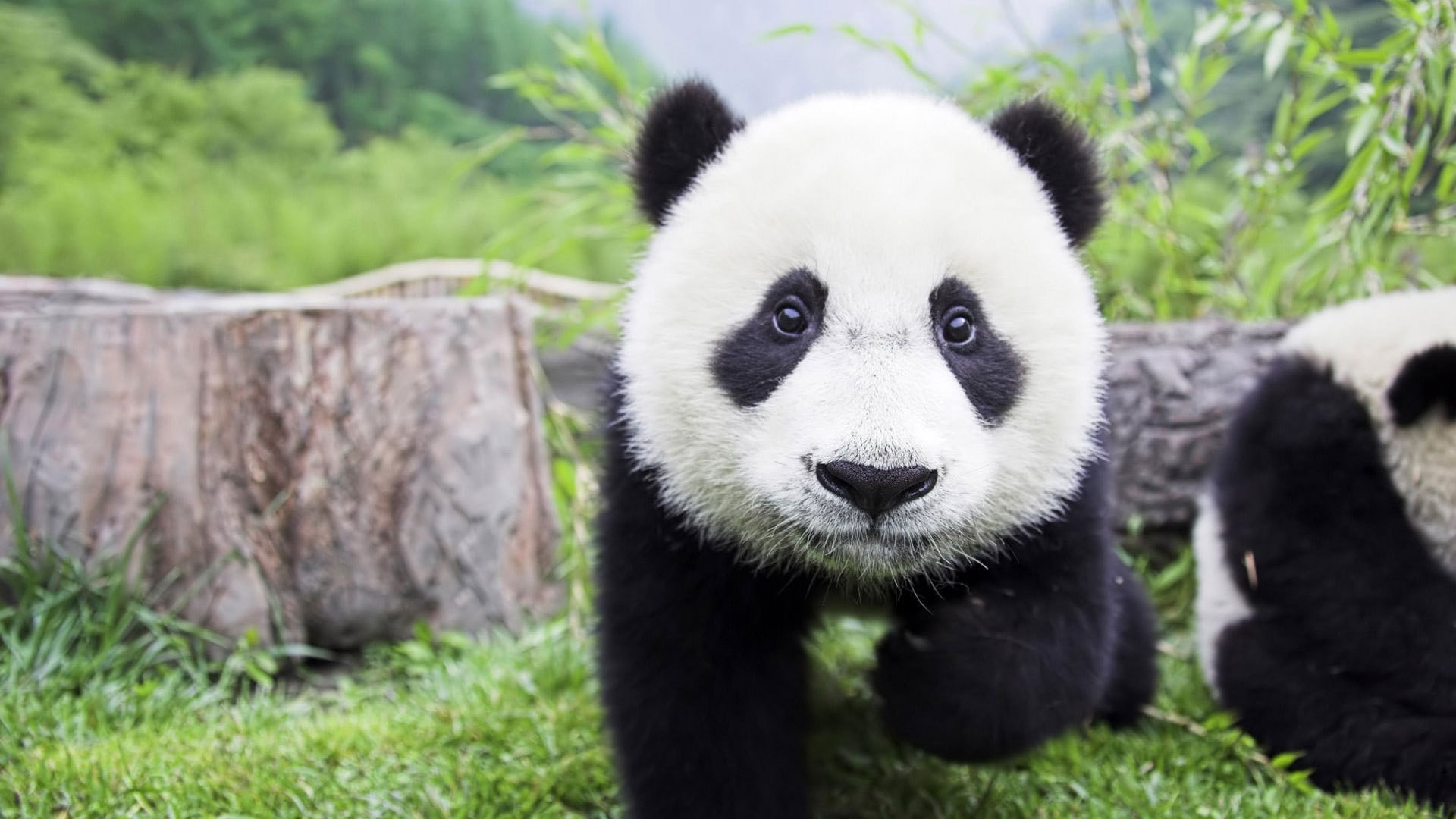 animals, panda, 1080P, baby animals, HD Wallpaper