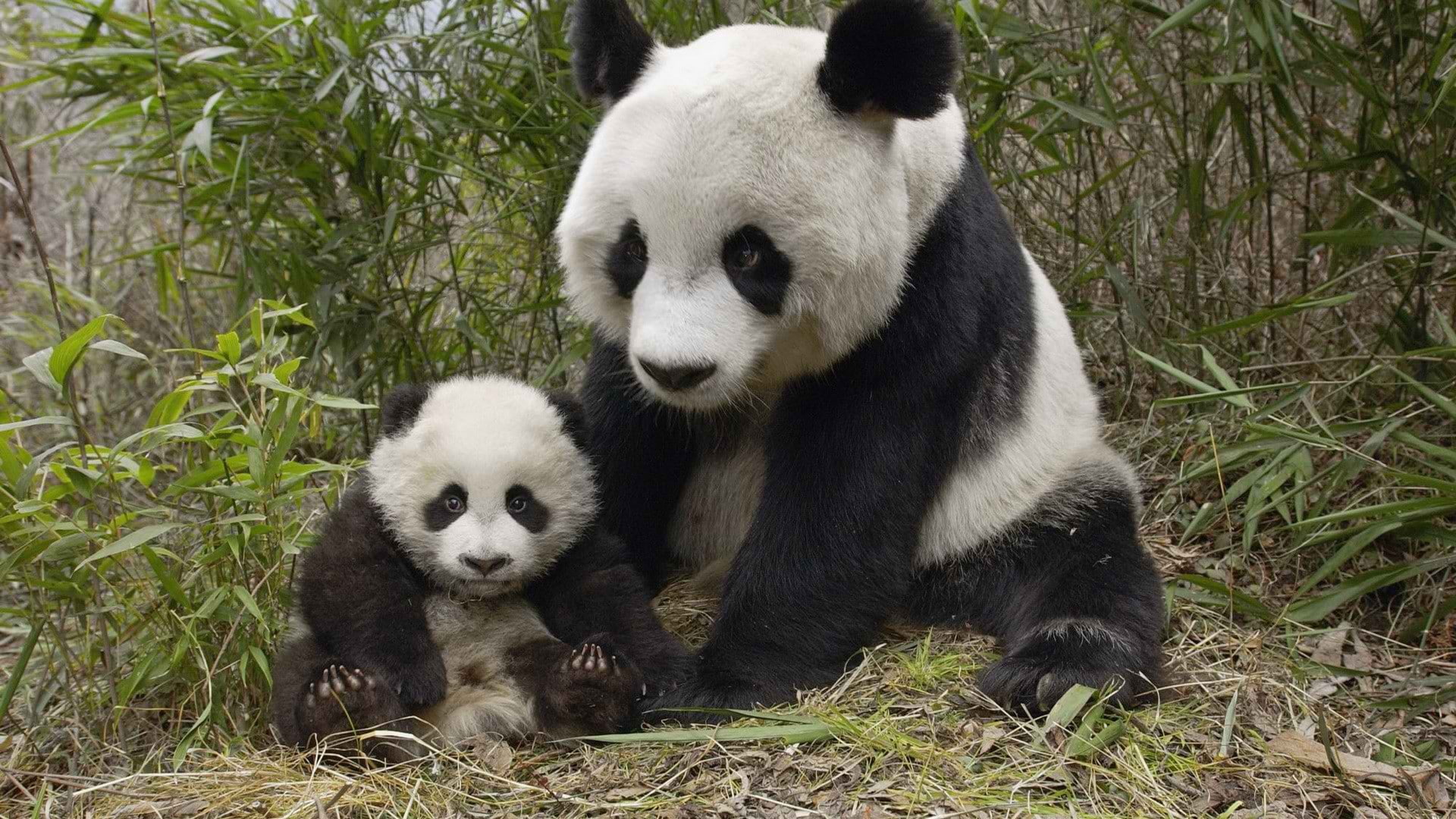1080P, baby, animals, hd, panda, HD Wallpaper