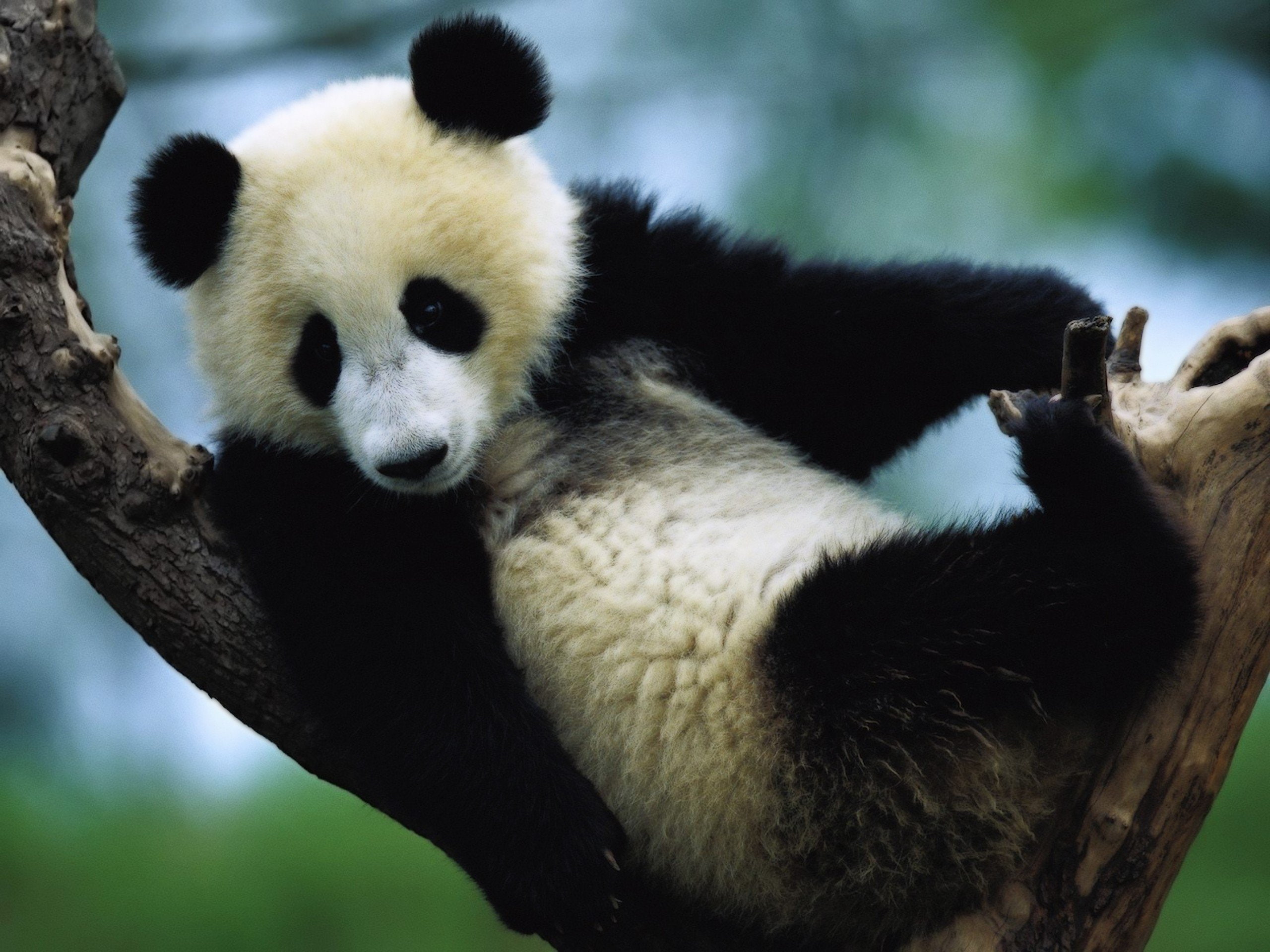 2K, baer, pandas, baby, cute, panda, bears, HD Wallpaper