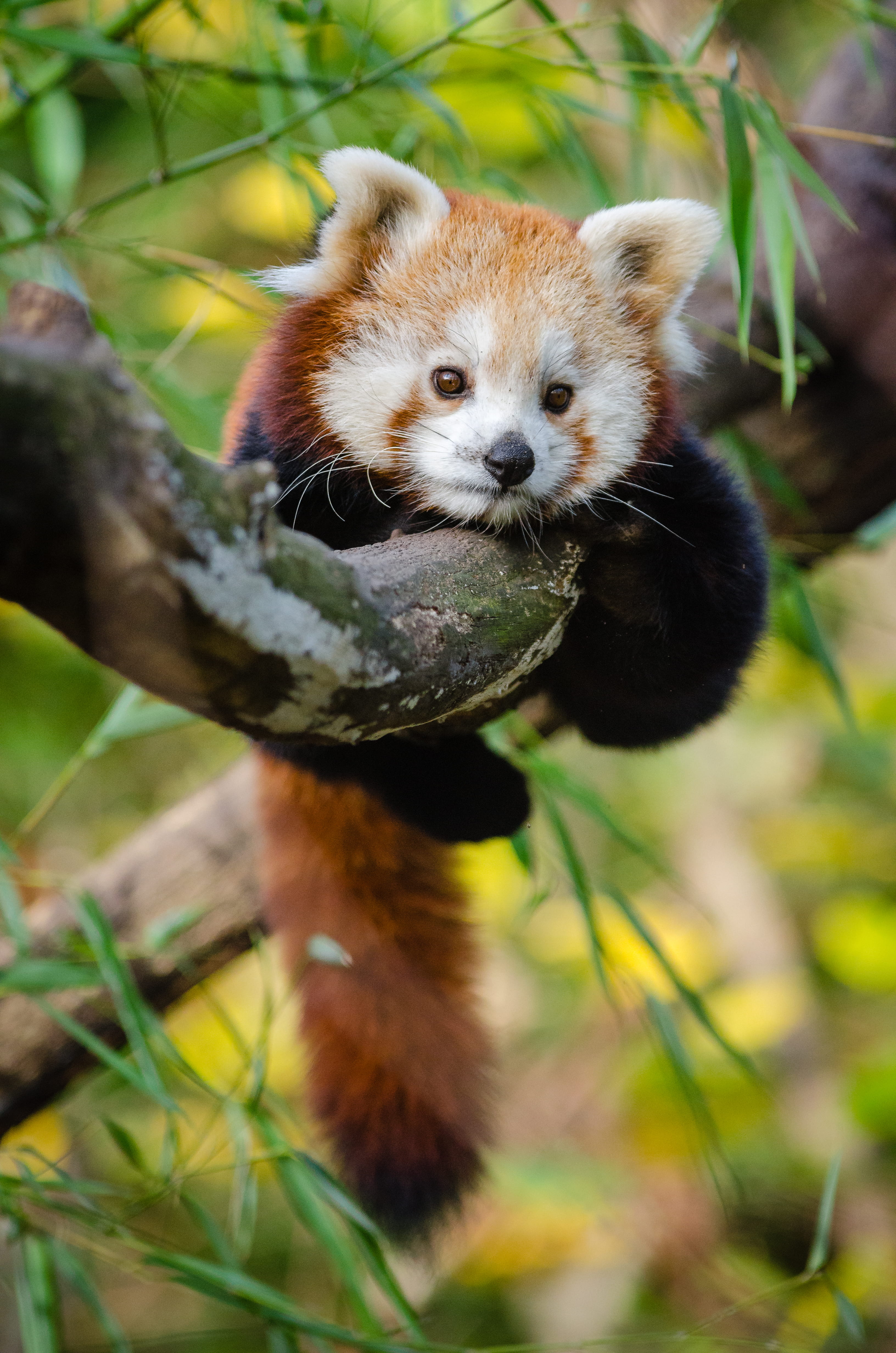 plant, animals in the wild, looking at camera, day, animal, wild, land, brown, vertebrate, tree, wildlife, animal themes, fur, focus on foreground, no people, Phone HD Wallpaper