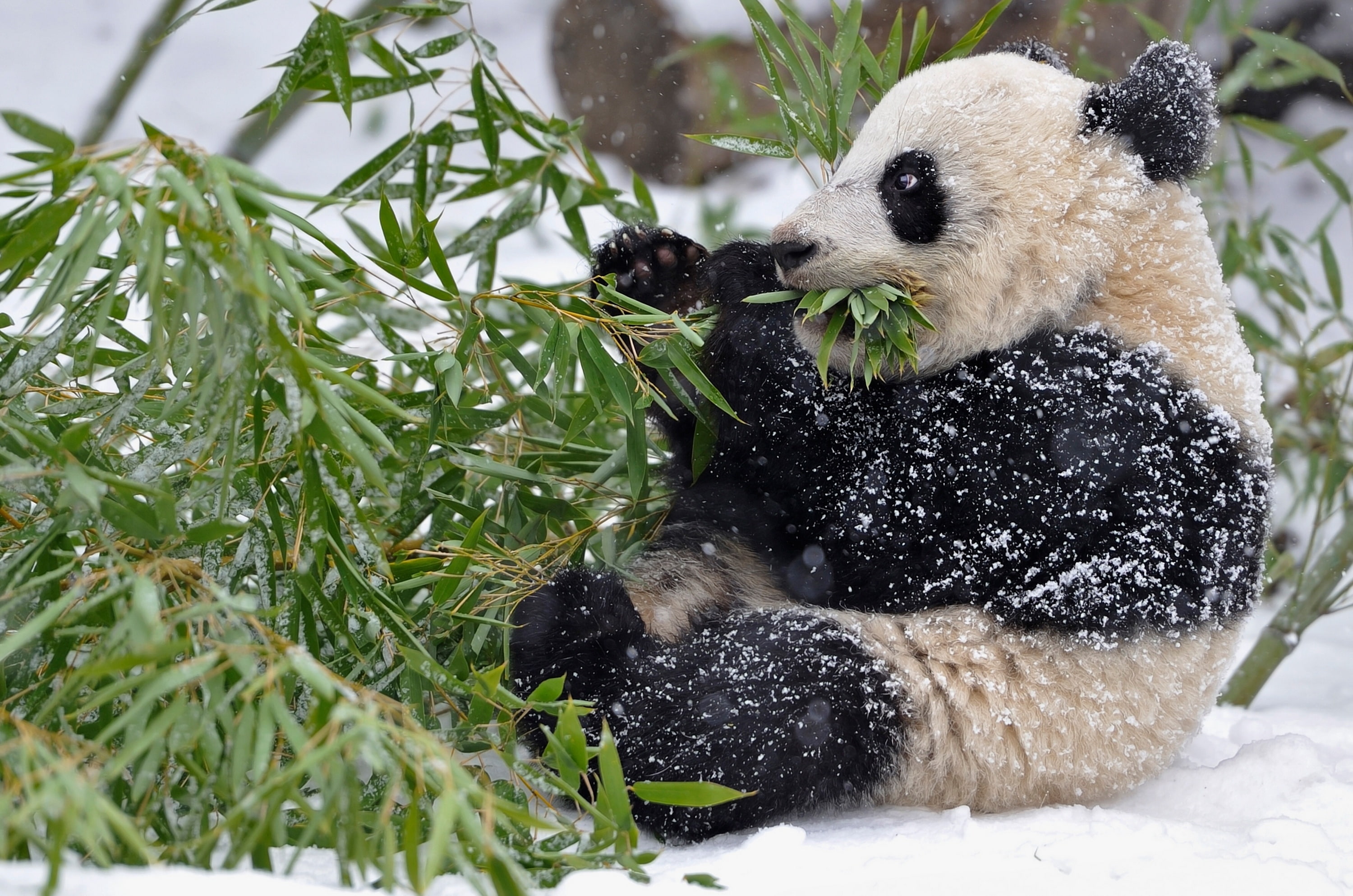 baby, snow, 2K, leaves, winter, bamboo, branches, panda, HD Wallpaper