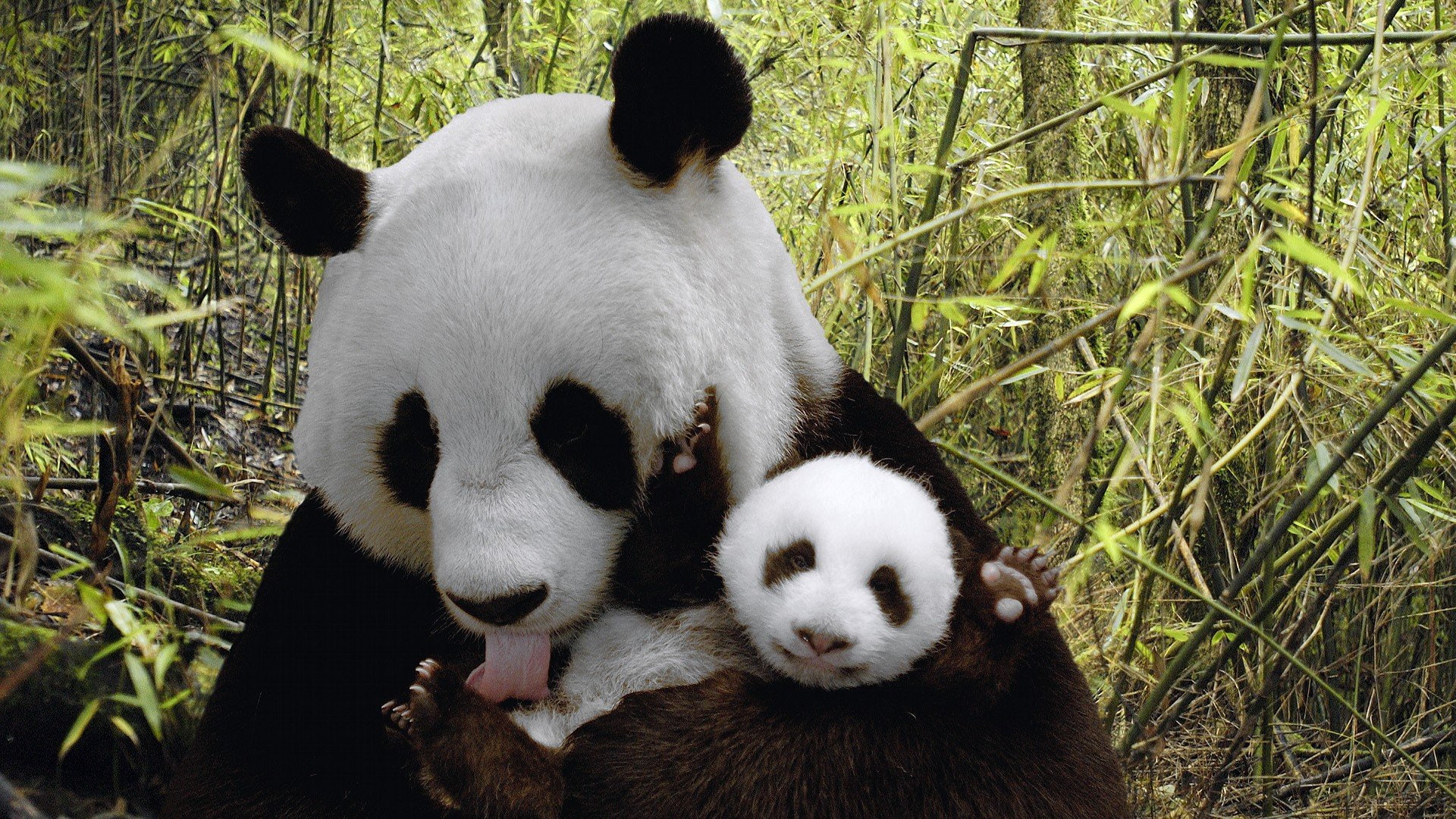 baby, baer, 1080P, panda, pandas, cute, bears, HD Wallpaper