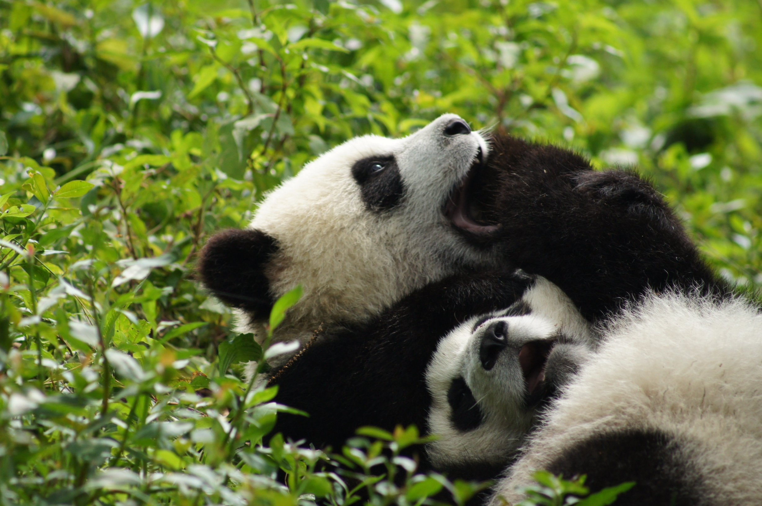33, two animals, mammal, bamboo - plant, cute, giant panda, baby, Baer, animal family, group of animals, young animal, panda - animal, 1080P, outdoors, HD Wallpaper