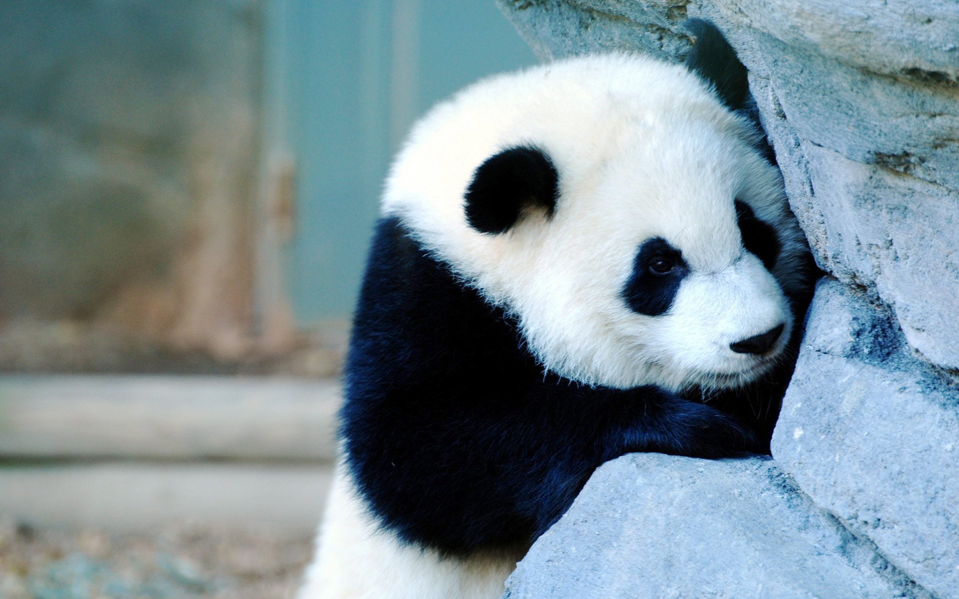 panda, pandas, 1080P, baer, bears, HD Wallpaper