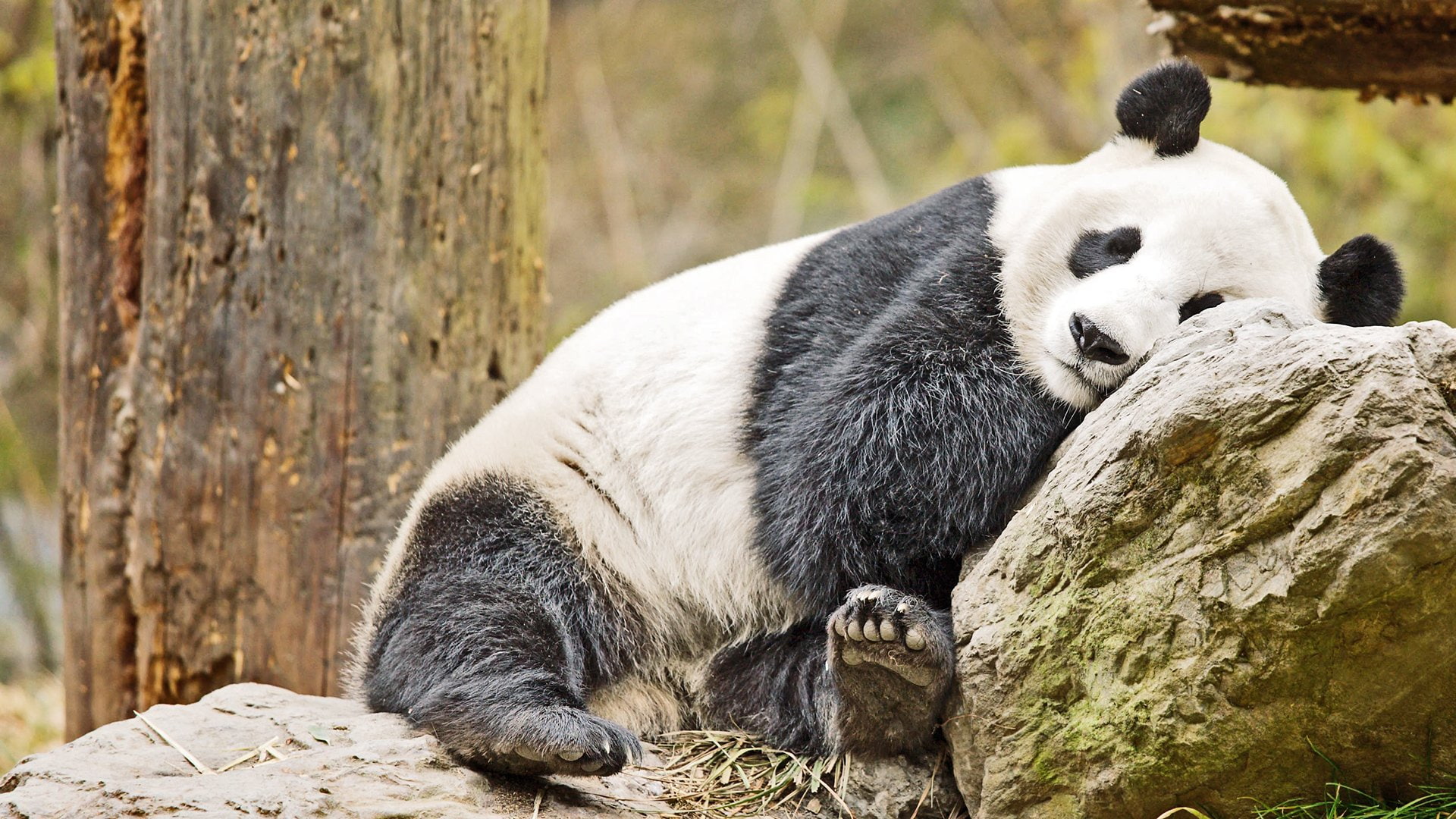 bears, 1080P, panda, pandas, baer, HD Wallpaper