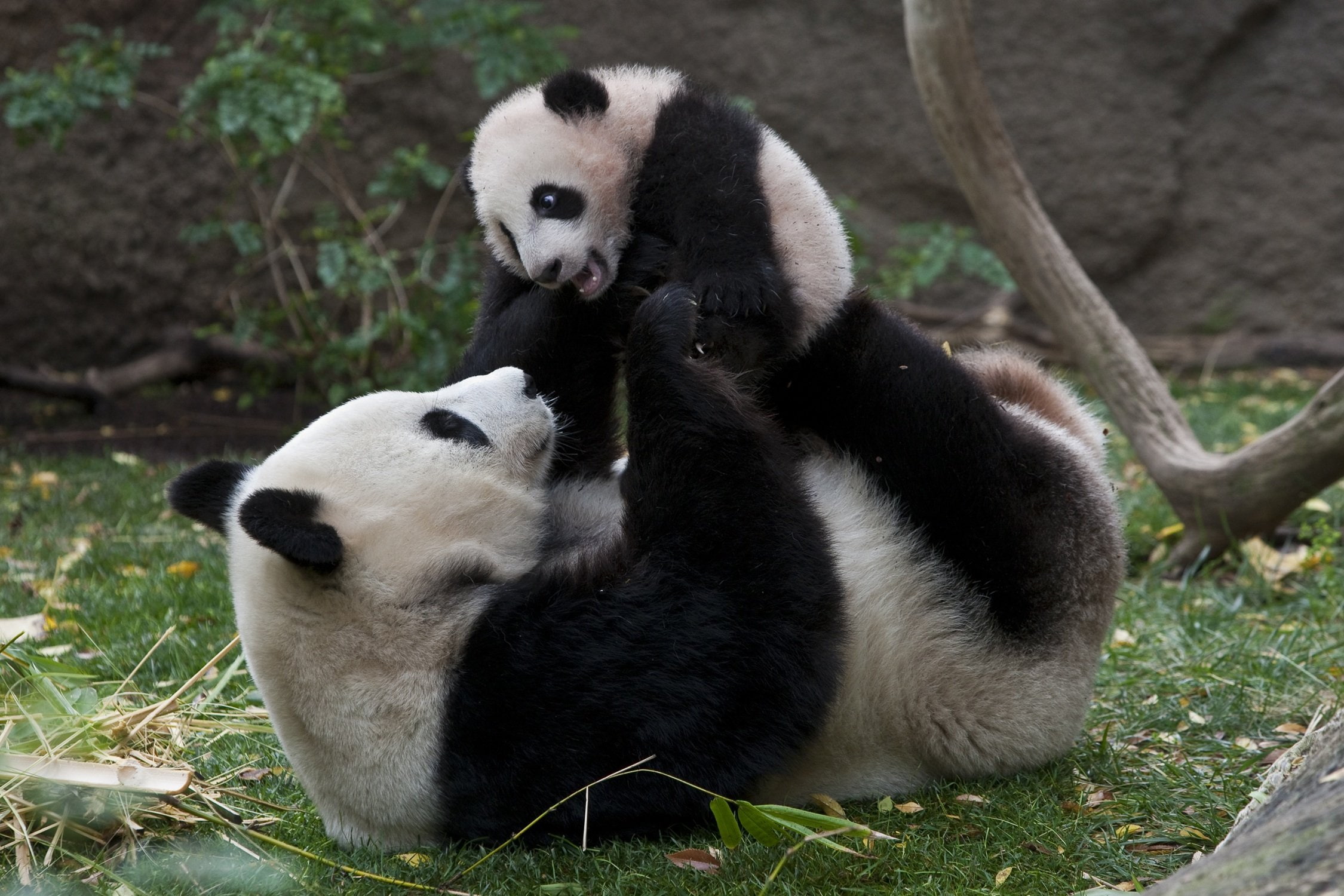 nature, vertebrate, animal, 1080P, panda - animal, bears, land, two animals, mammal, cute, Baer, 2250x1500 px, zoo, animal family, relaxation, grass, Panda, HD Wallpaper
