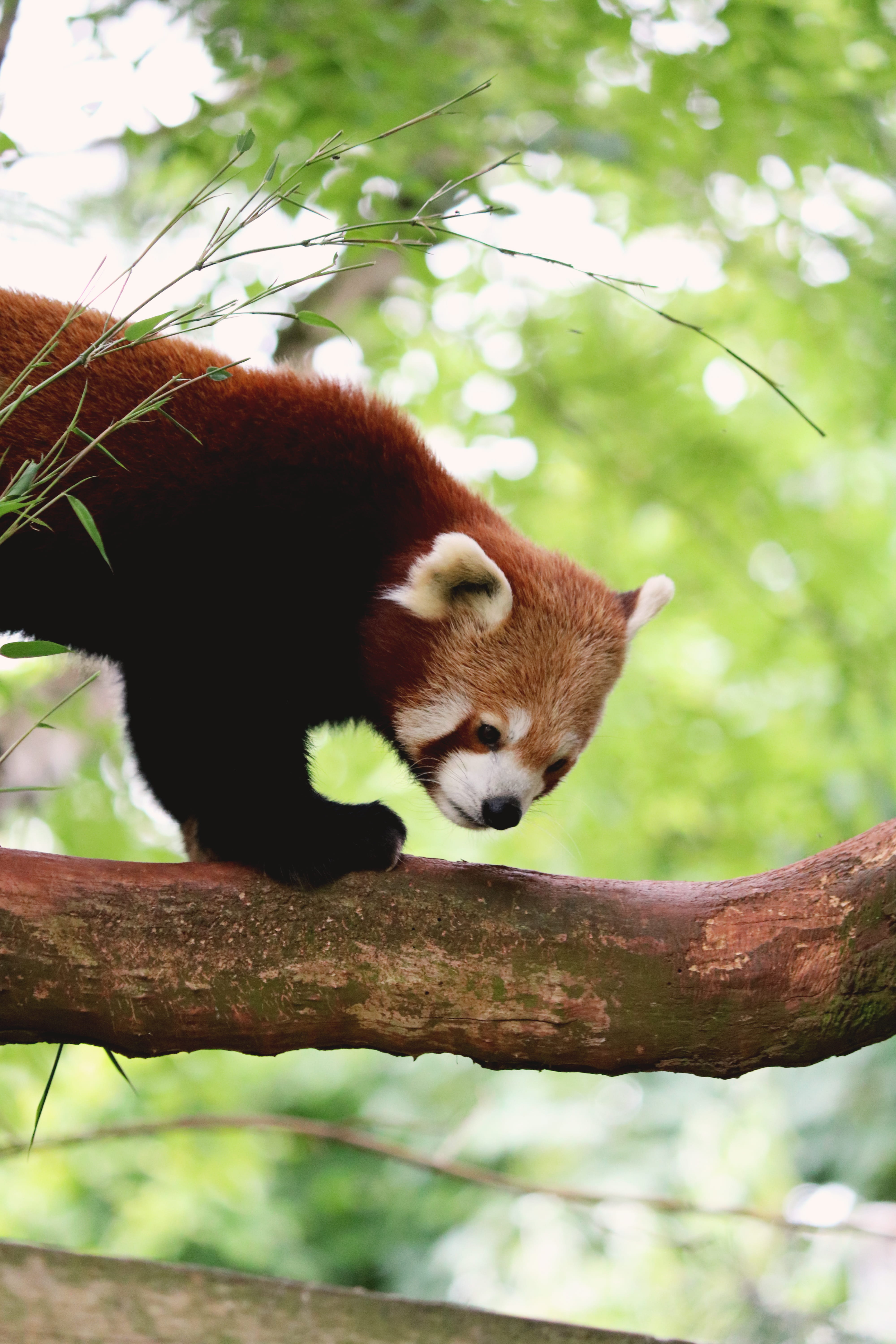 wildlife, animal wildlife, 5K, one animal, cute, no people, red panda, paignton zoo environmental park, zoo, cute backgrounds, nature, Phone HD Wallpaper