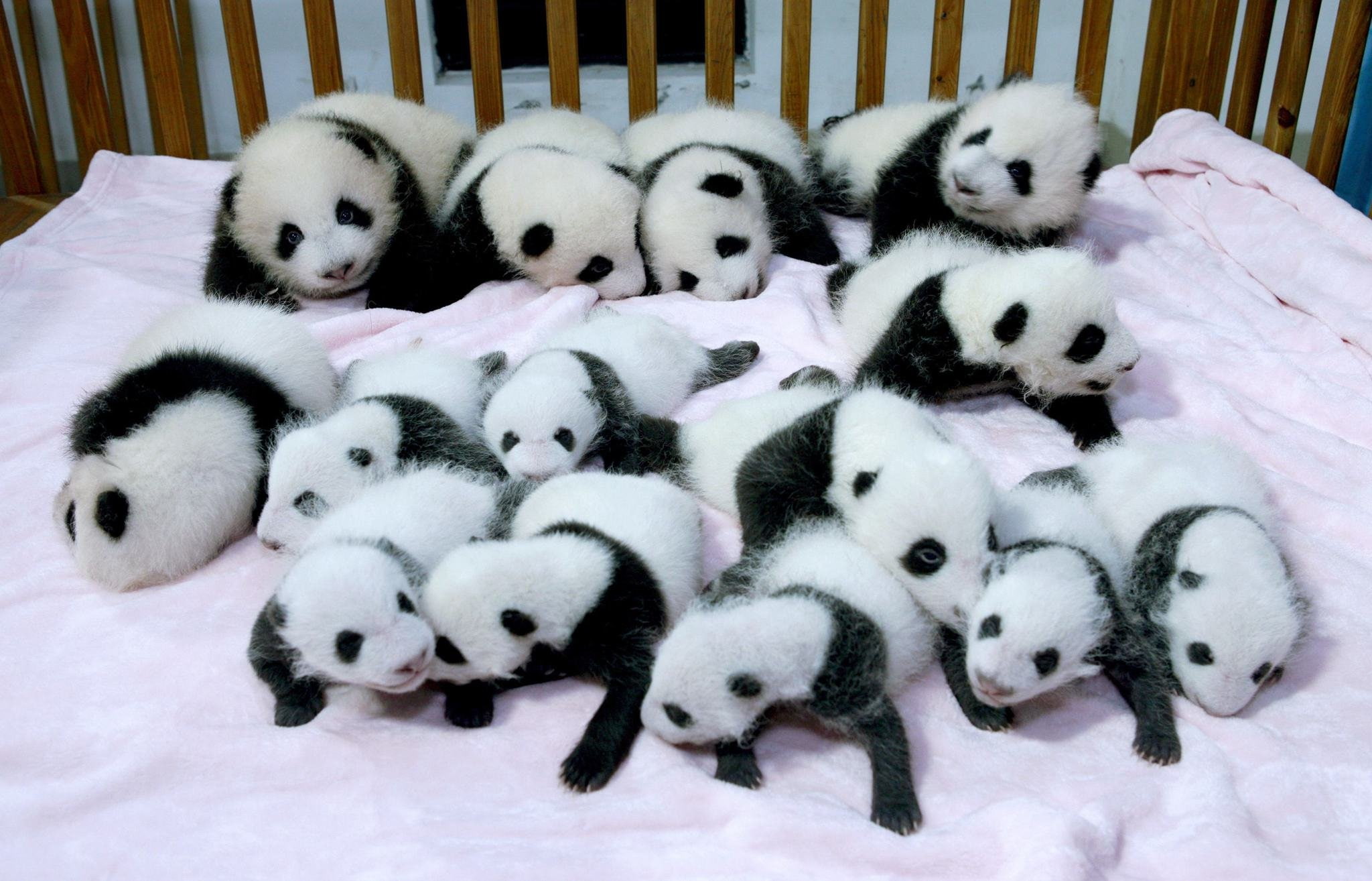 cute, pandas, baer, baby, bears, 1080P, panda, HD Wallpaper