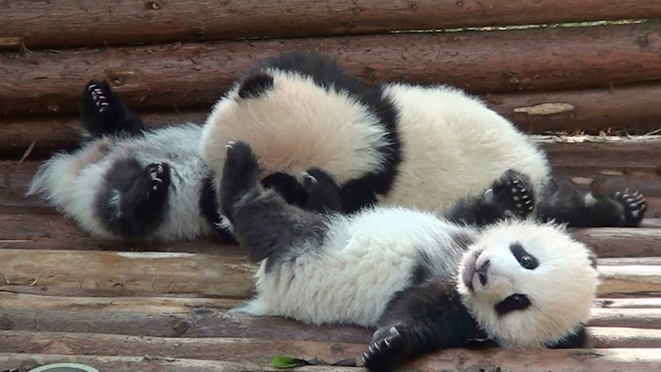 baby, cute, panda, 1080P, bears, pandas, baer, HD Wallpaper
