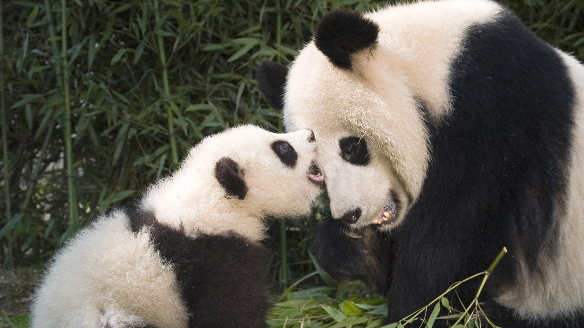 panda, 1080P, baer, baby, cute, pandas, bears, HD Wallpaper