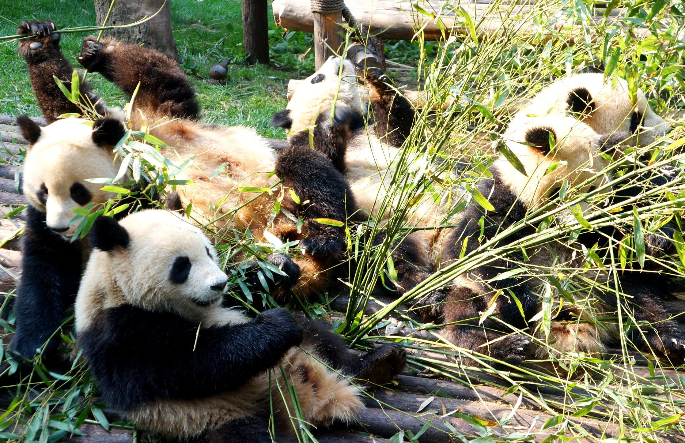 baer, pandas, bears, panda, cute, baby, 1080P, HD Wallpaper