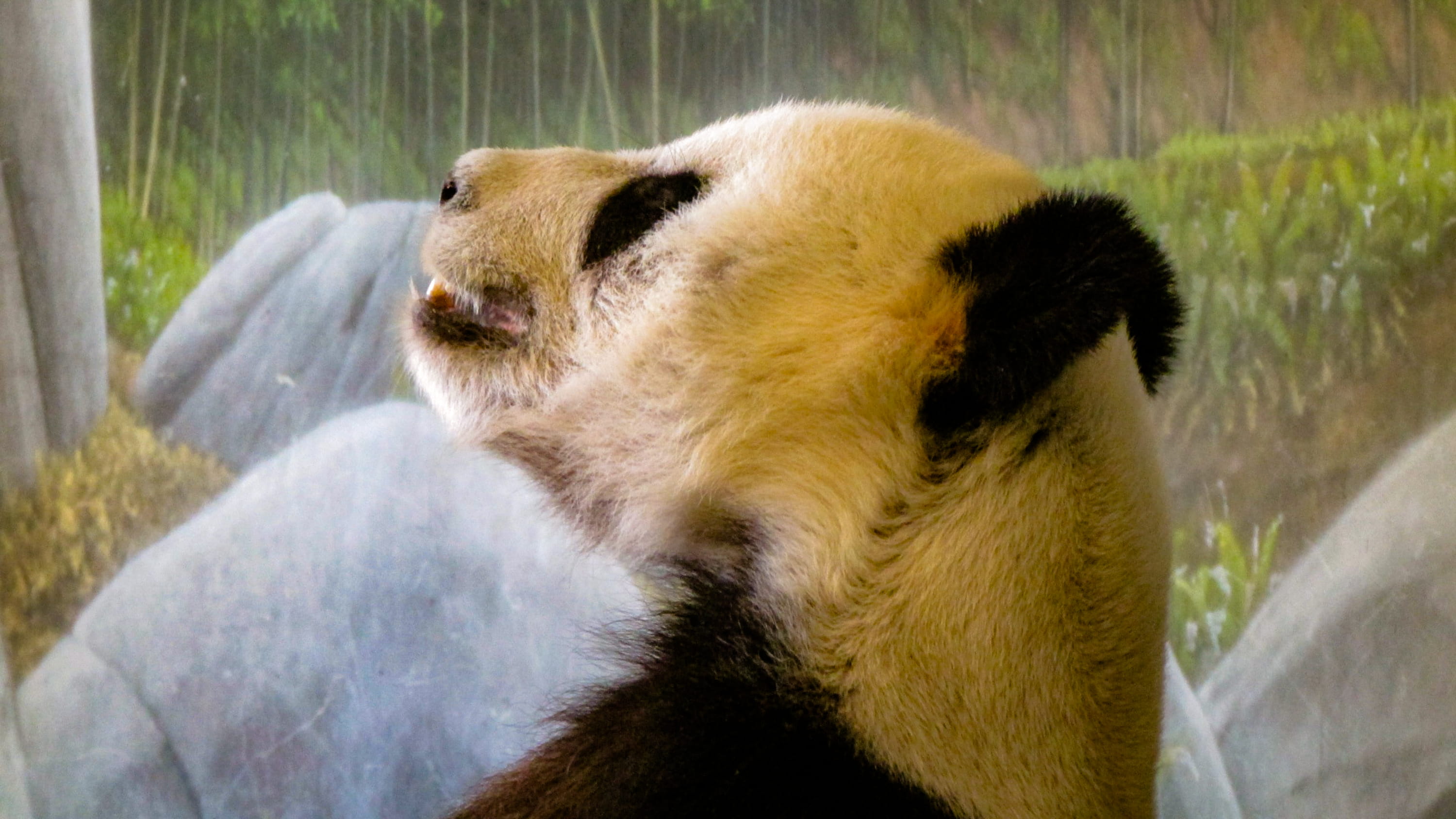 bokeh, lesser panda, brown bear, bamboo - plant, tn, nature, wildlife, close-up, no people, outdoors, mammal, usa, memphis, polar bear, memphis zoo, animal themes, HD Wallpaper
