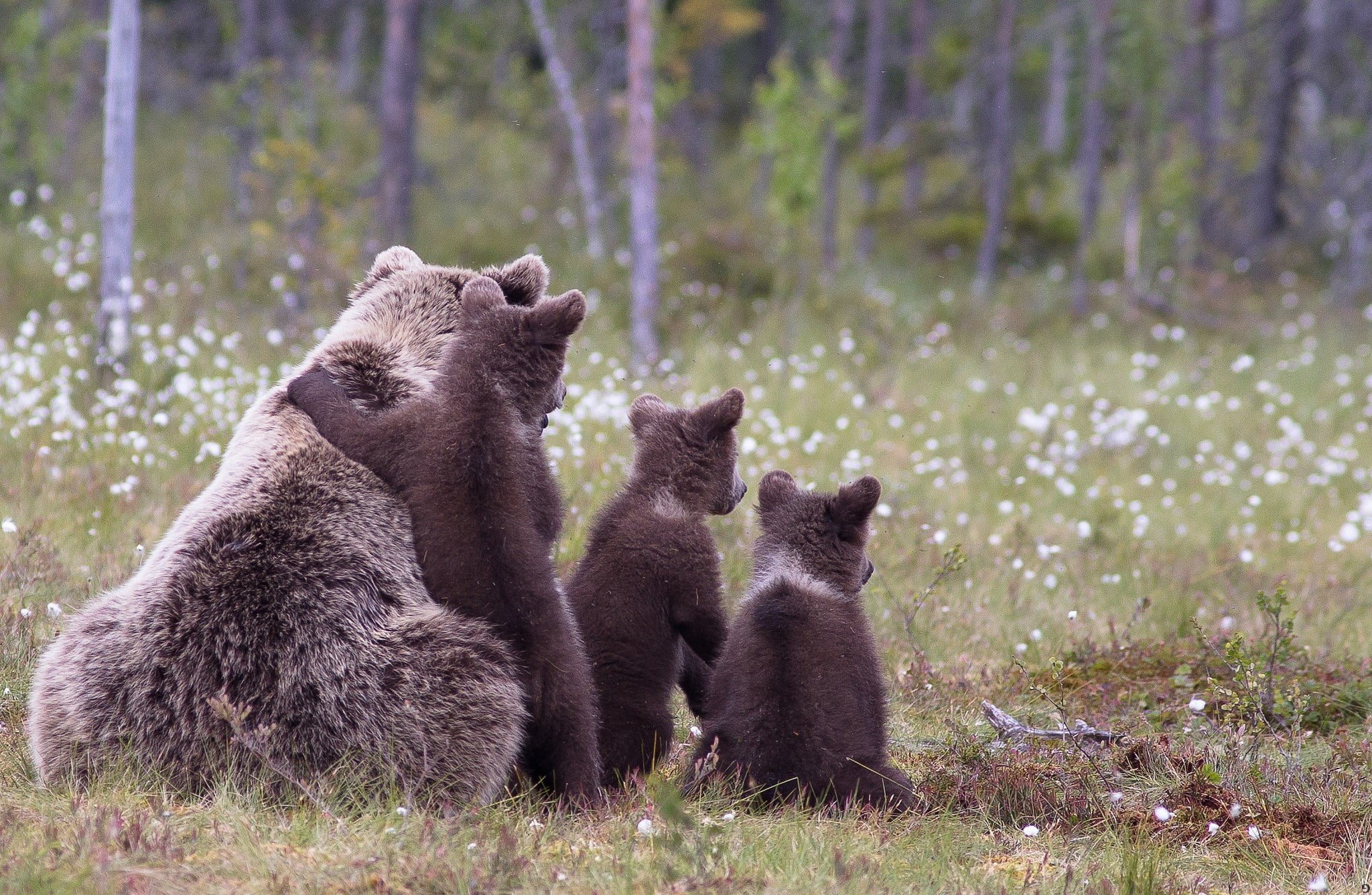 young animal, three animals, bear, baby animals, land, group of animals, forest, animal themes, outdoors, grass, bears, no people, animals, animal family, HD Wallpaper