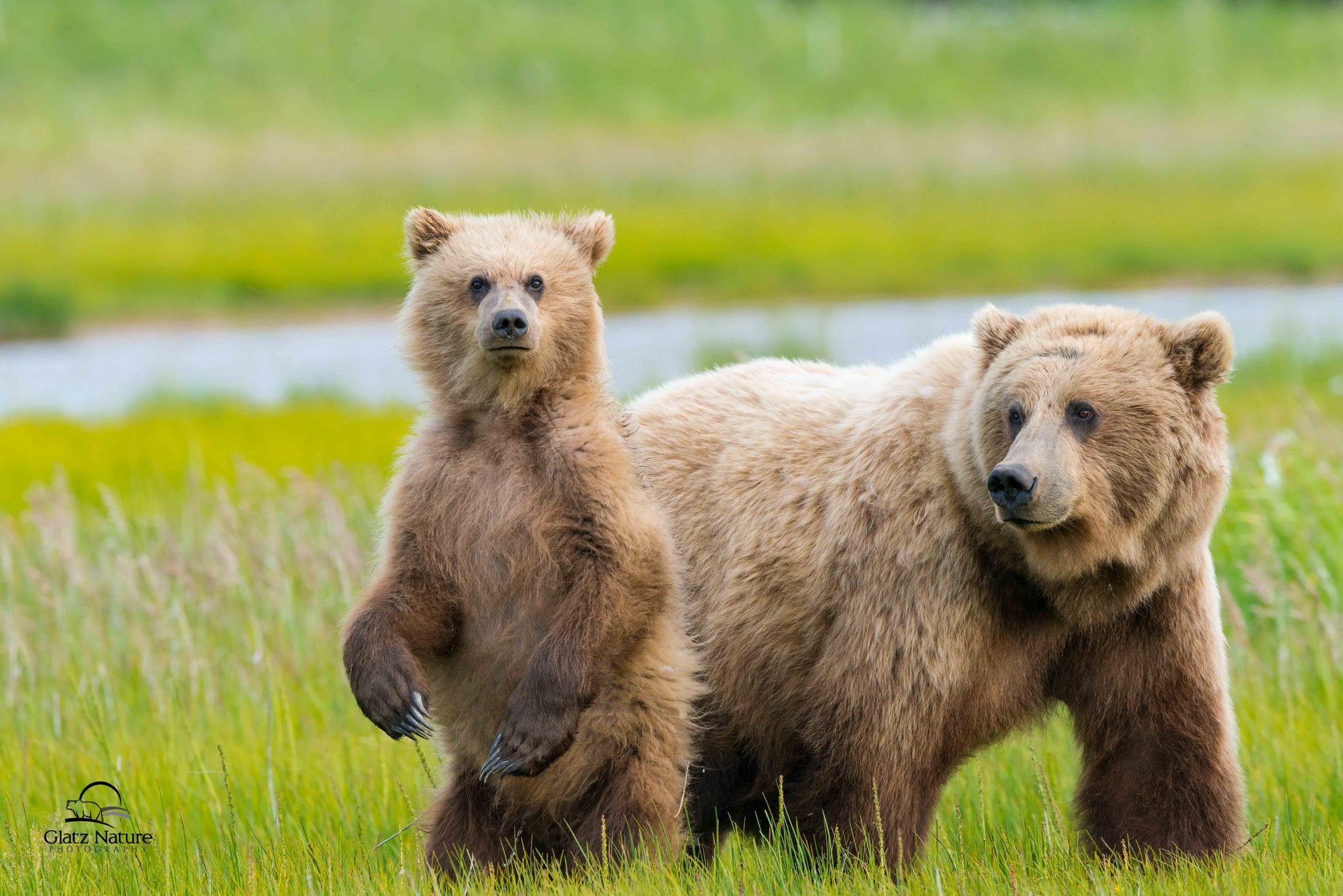 animals, plant, precious gem, baby animals, day, young animal, bears, mammal, two animals, grass, no people, 1080P, group of animals, animal family, nature, HD Wallpaper
