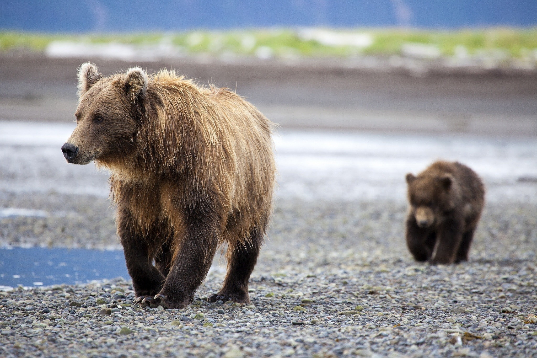 animals, bears, baby animals, 1080P, HD Wallpaper