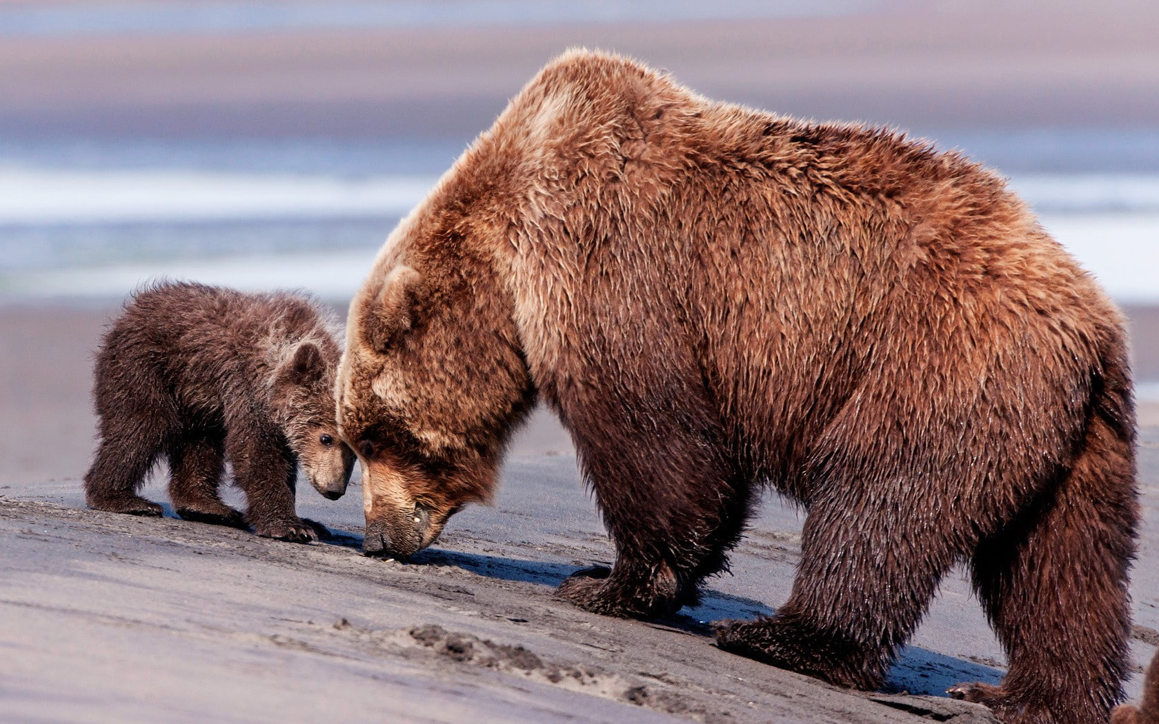 720P, baby animals, animals, bears, HD Wallpaper