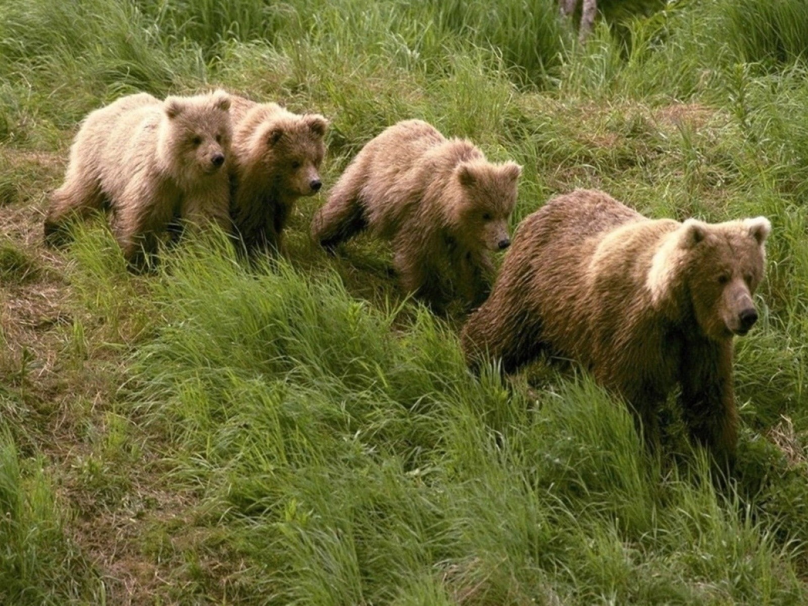 bears, 720P, baby animals, animals, HD Wallpaper