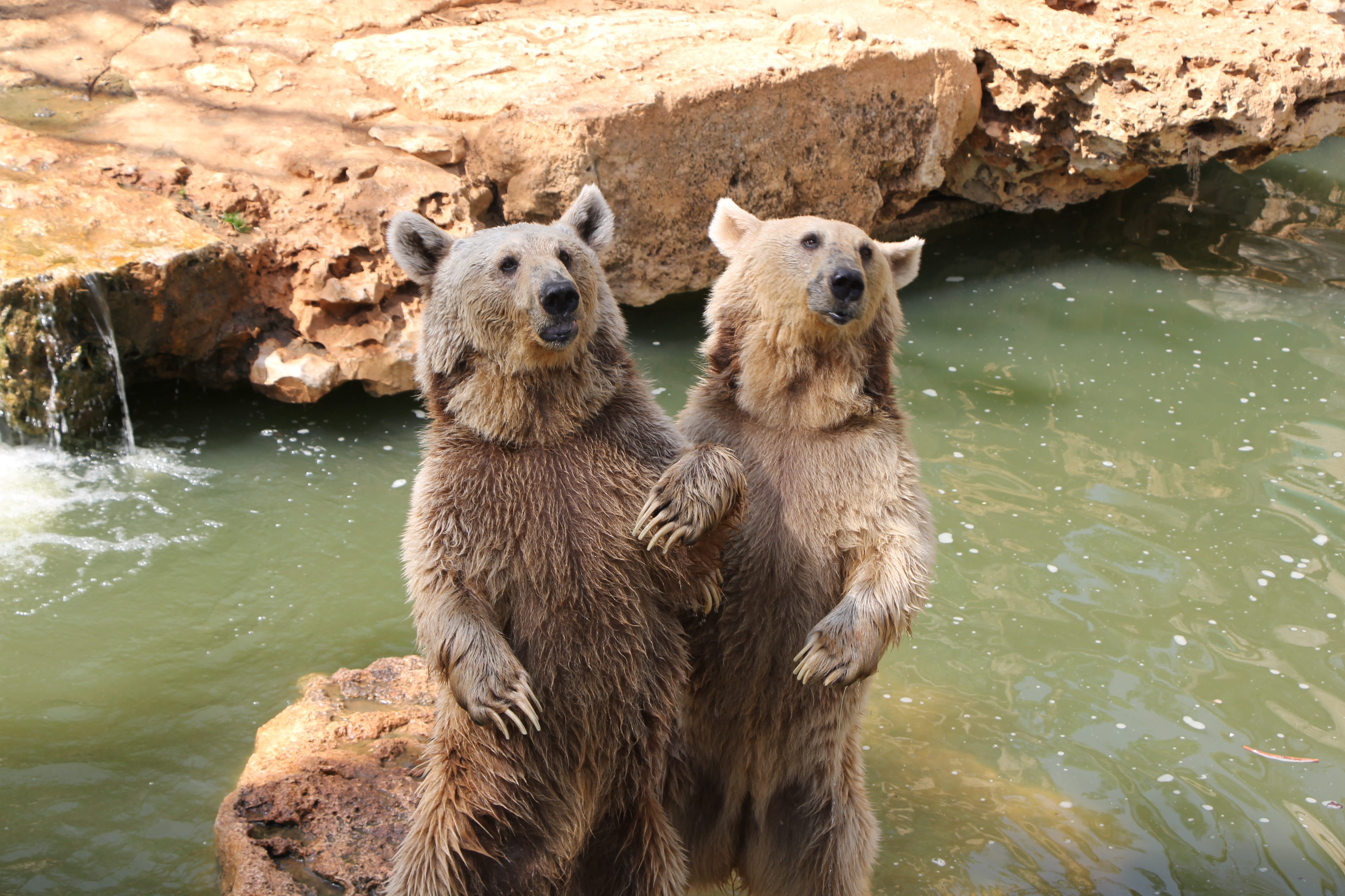 water, no people, looking, grizzli, animal wildlife, animal themes, nature, group of animals, lake, animaux, standing, two animals, animal family, rock, HD Wallpaper