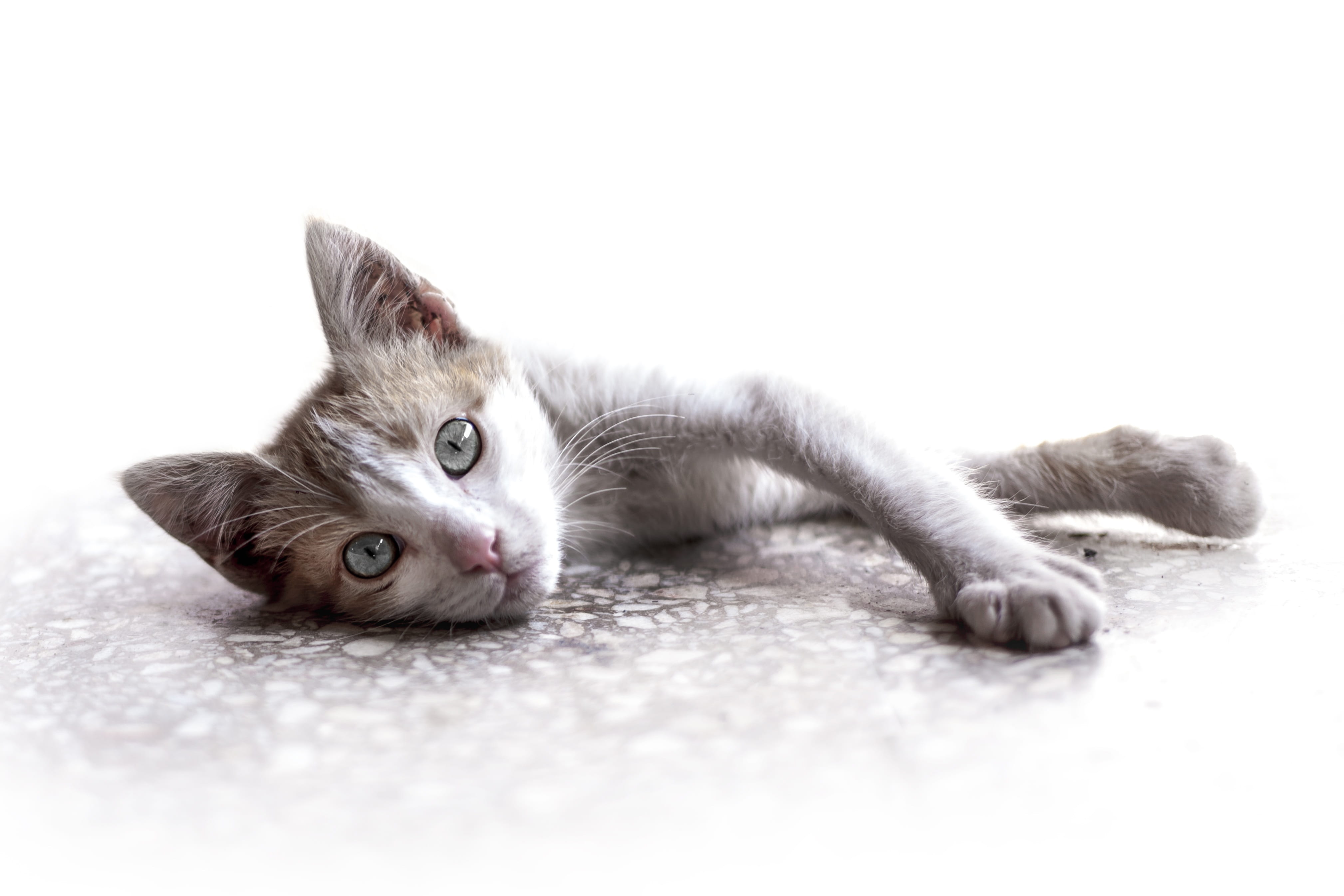 animal eye, Mignon, no people, whisker, looking at camera, mammal, feline, one animal, cat, Domestiqué, domestic cat, indoors, selective focus, vertebrate, HD Wallpaper
