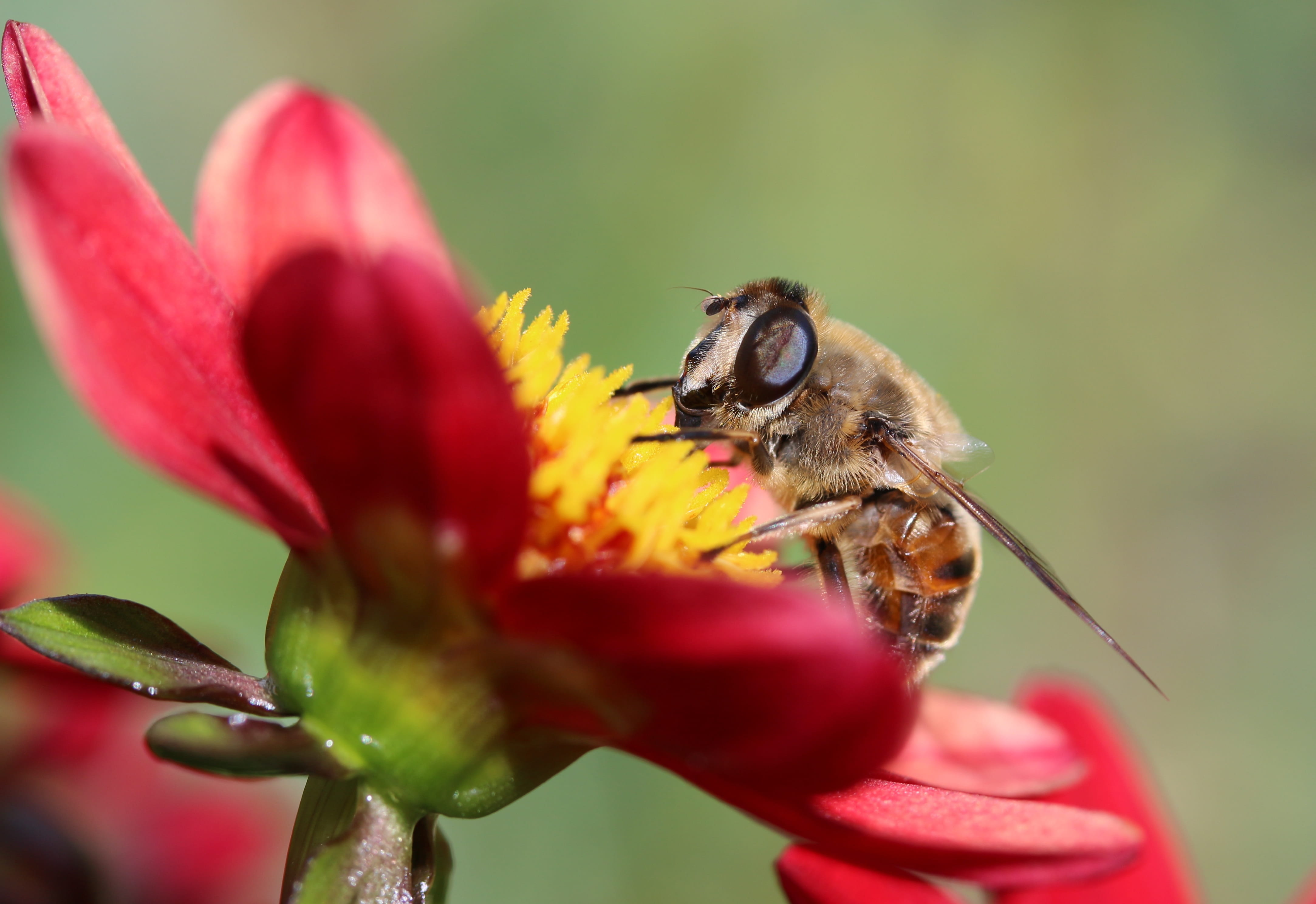 hoverfly, bee, one animal, pollination, petal, animals in the wild, vulnerability, fragility, animal themes, red, close-up, pollen, no people, beauty in nature, HD Wallpaper