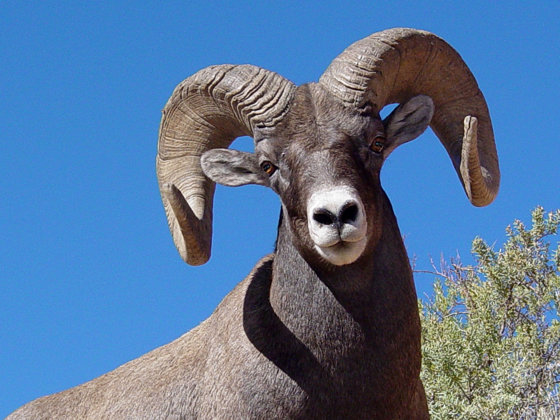 horned, animal, domestic, blue, looking at camera, animal body part, herbivorous, mammal, sky, animal themes, low angle view, animal head, male, clear sky, HD Wallpaper