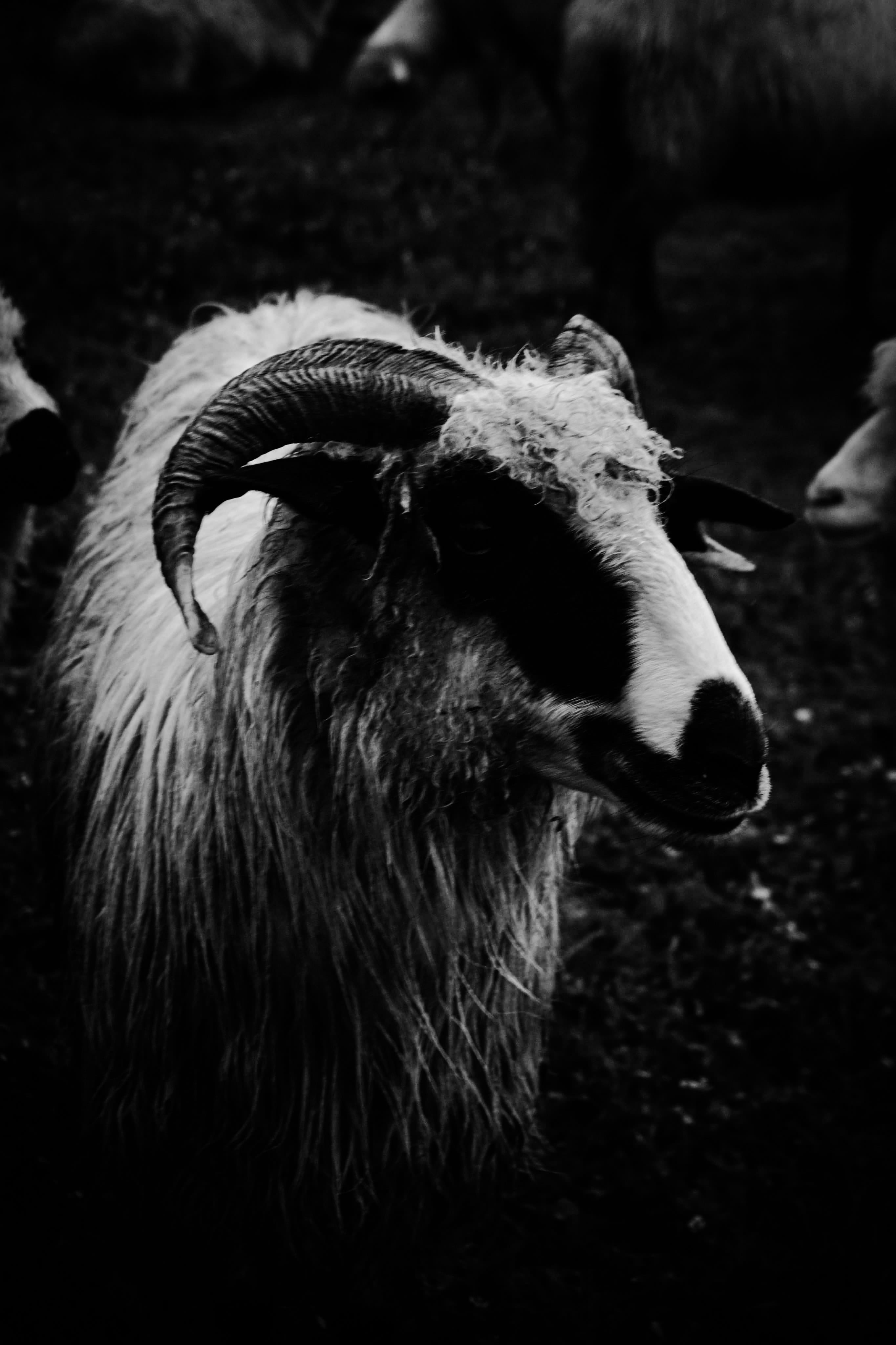 photo, day, close-up, nature, fur, goat, domestic, ram, one animal, animal body part, focus, domestic animals, animal mouth, focus on foreground, no people, Phone HD Wallpaper
